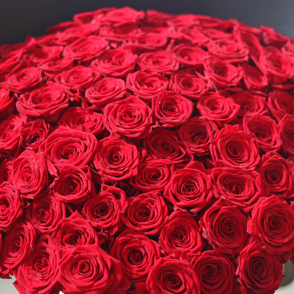 Миллион роз купить. Миллион роз. Цветы миллион роз. Миллион роз картинки. 1000000 Роз.
