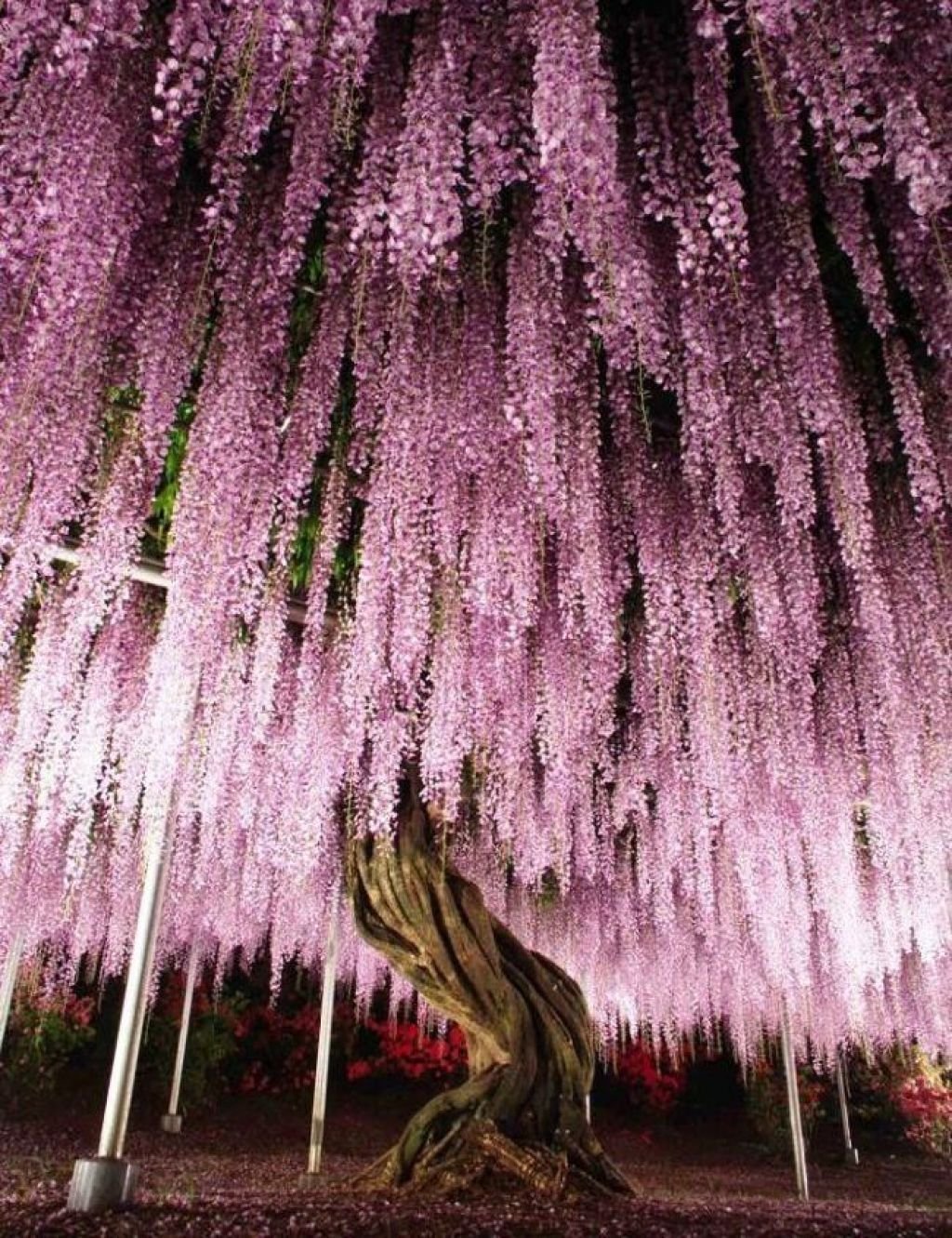 Японское дерево с розовыми цветами название фото