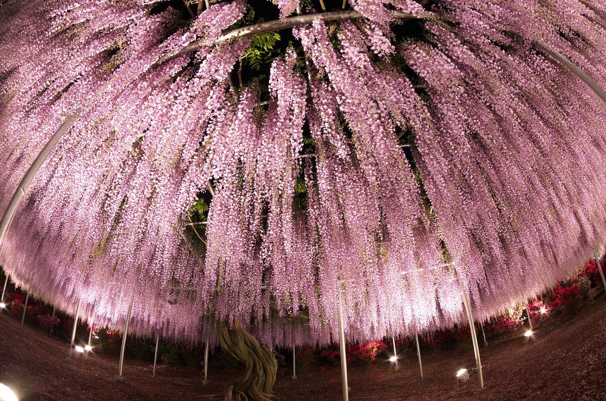 150 Летнее дерево глицинии Япония