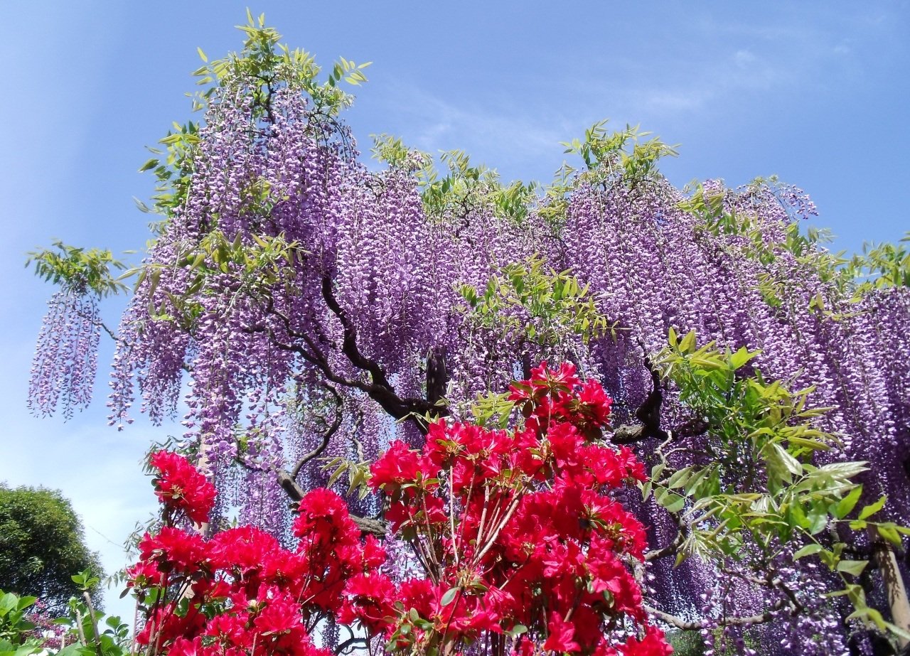самые красивые цветущие деревья фото