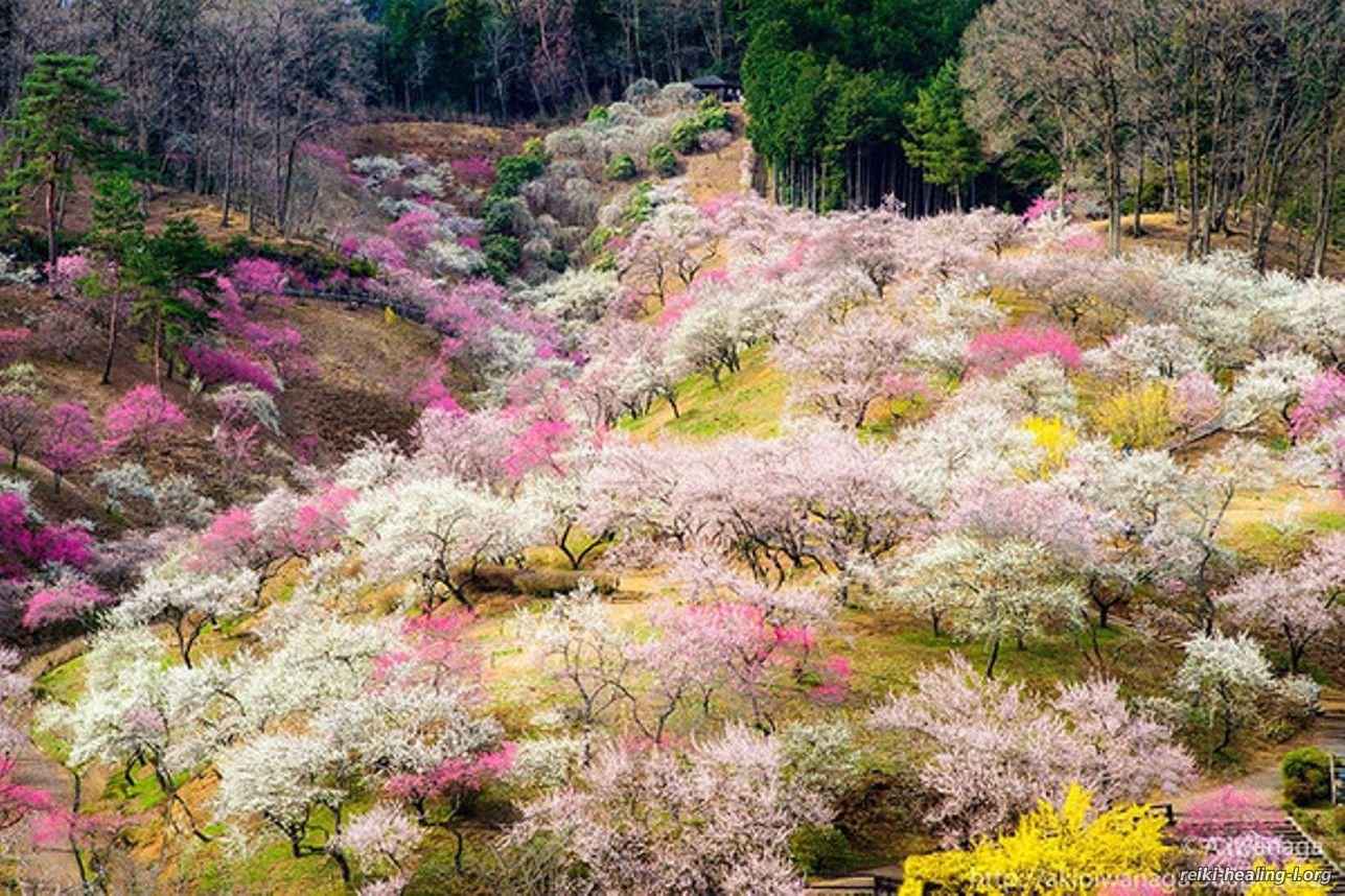 Растительный мир Японии