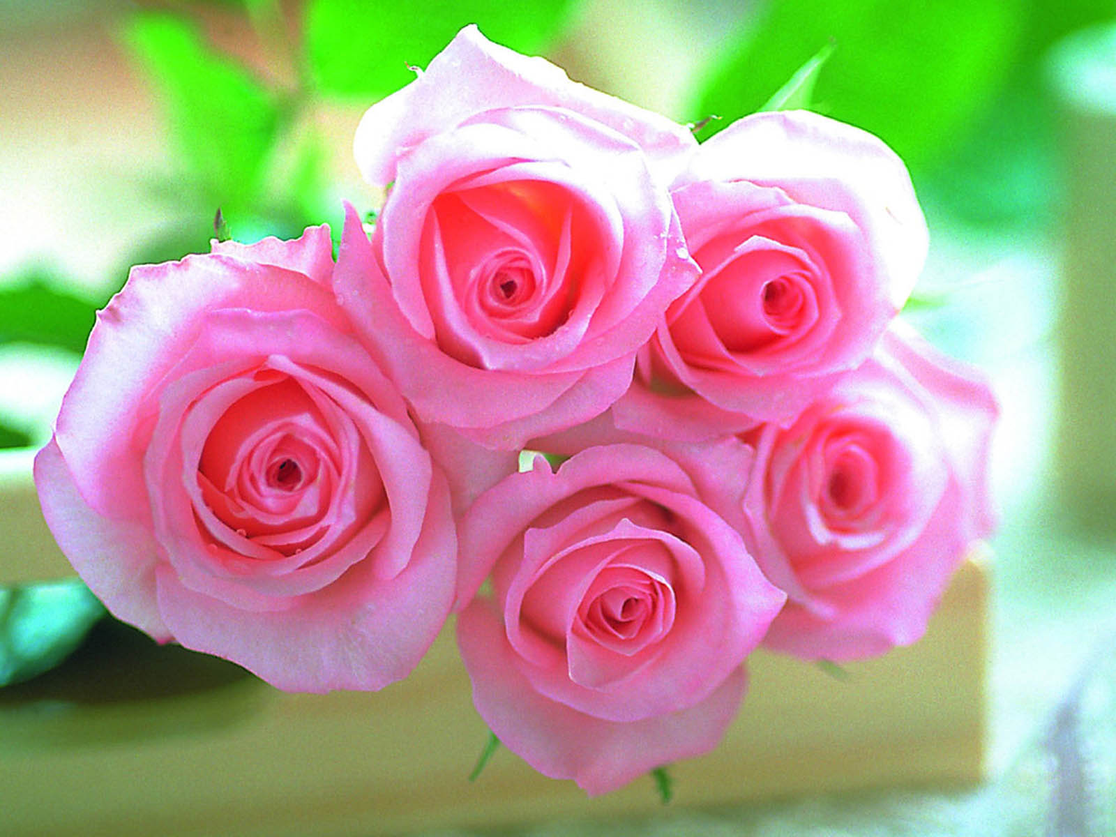 Розые розы. Нежные розы. Розовые цветы. Яркие розы. Красивые розовые розы.