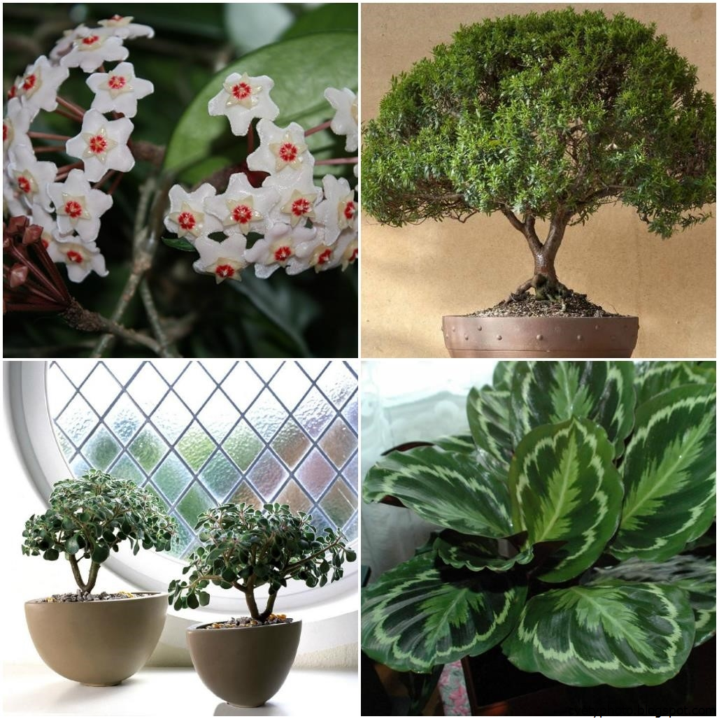 Красивые домашние растения с названиями и фото