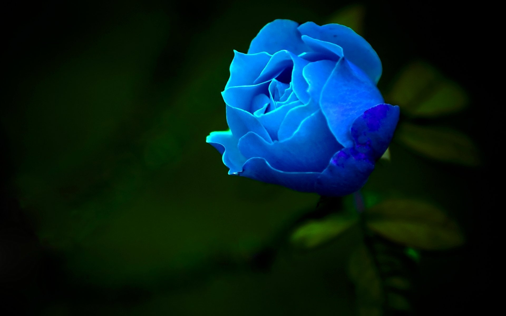 Открытки синего цвета. Голубые розы Сантори.