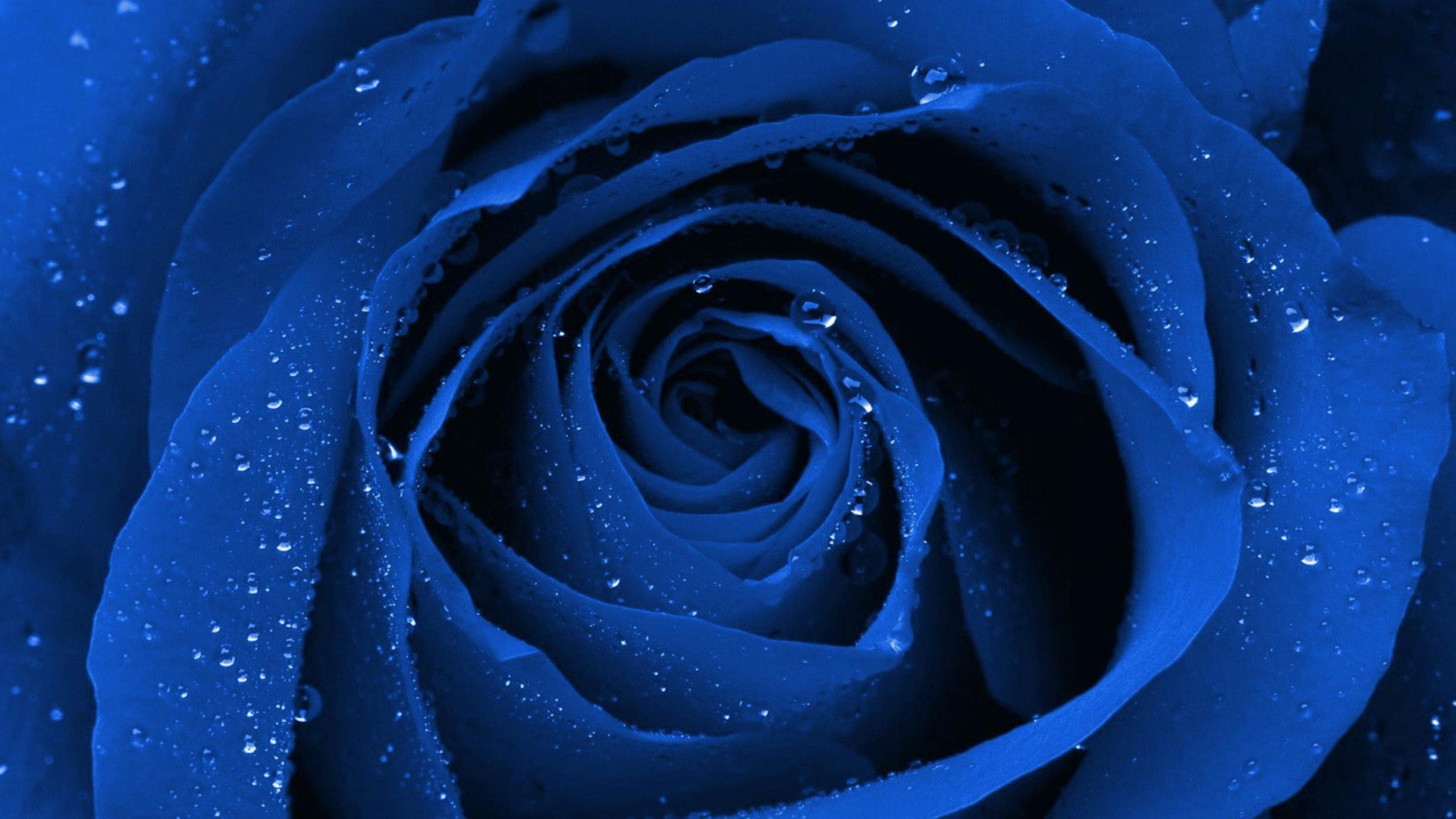 Синие розы хд