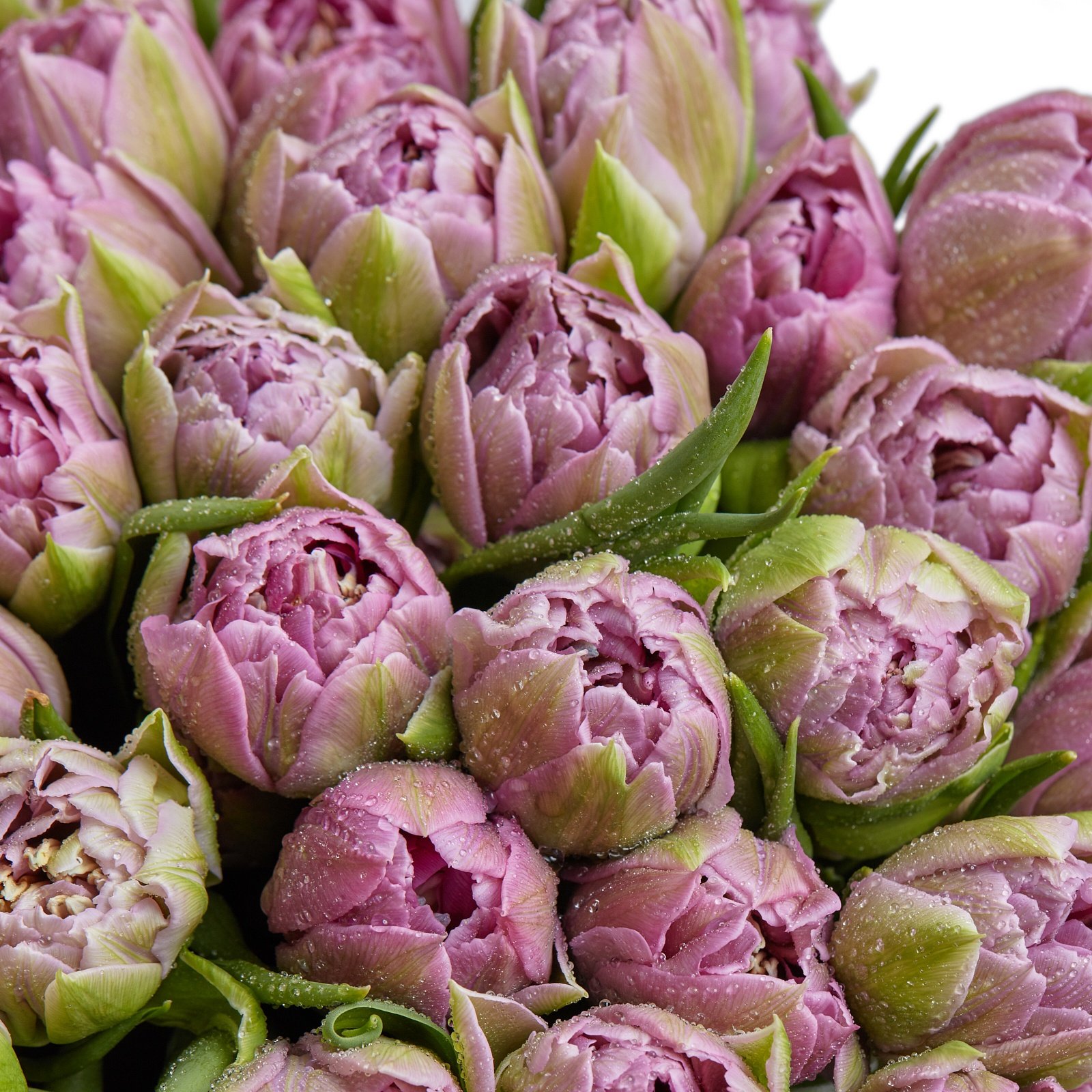 фиолетовые тюльпаны фото