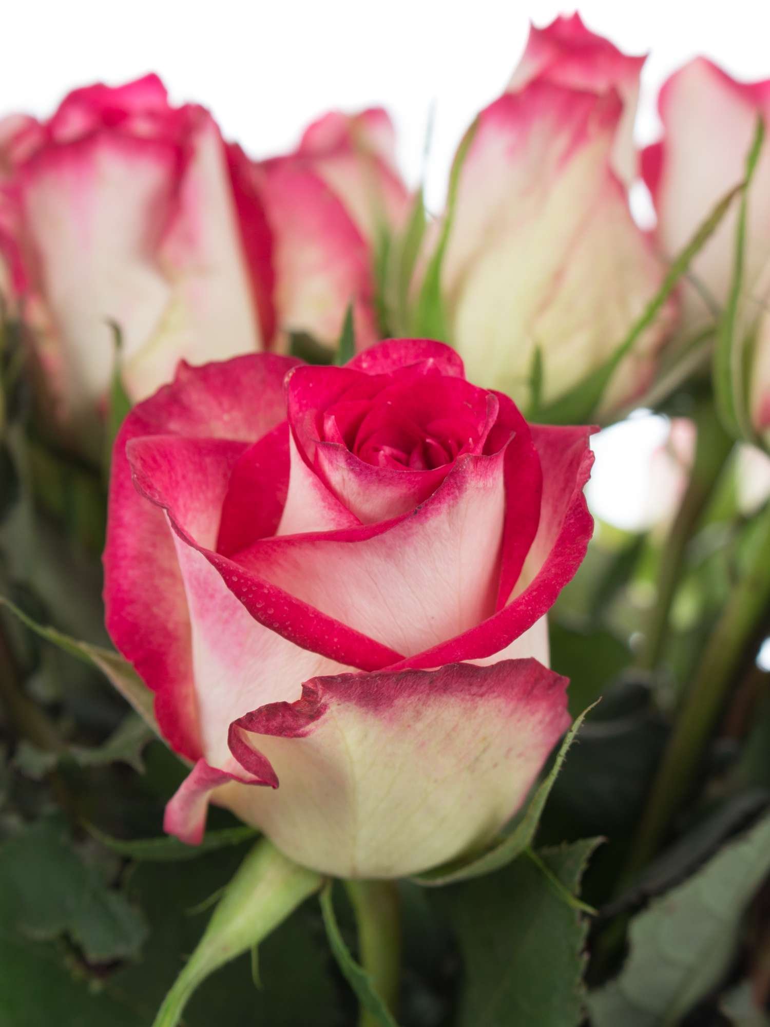 Красивые названия роз. Сорт розы Джумилия.