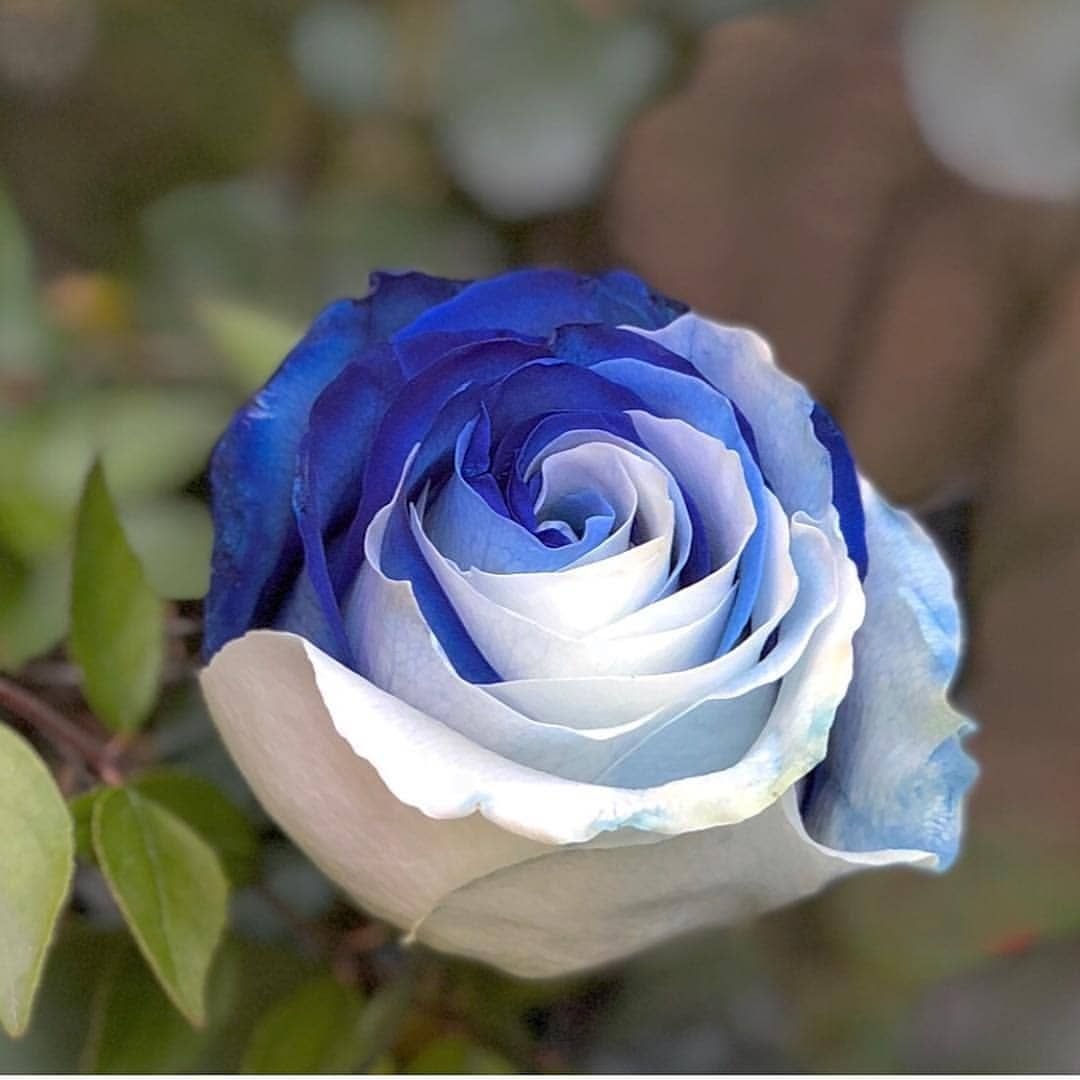 Синяя роза чайно-гибридная