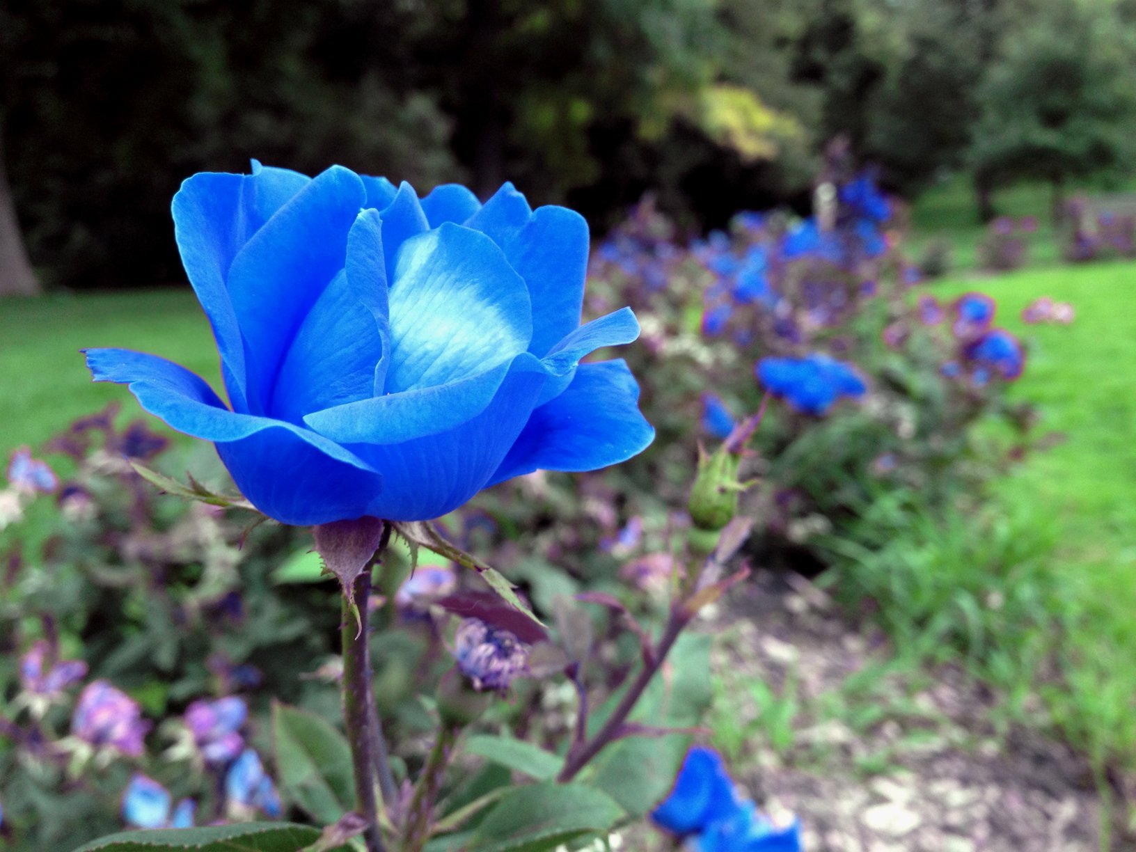 Роза чайногибридная голубая Лагуна