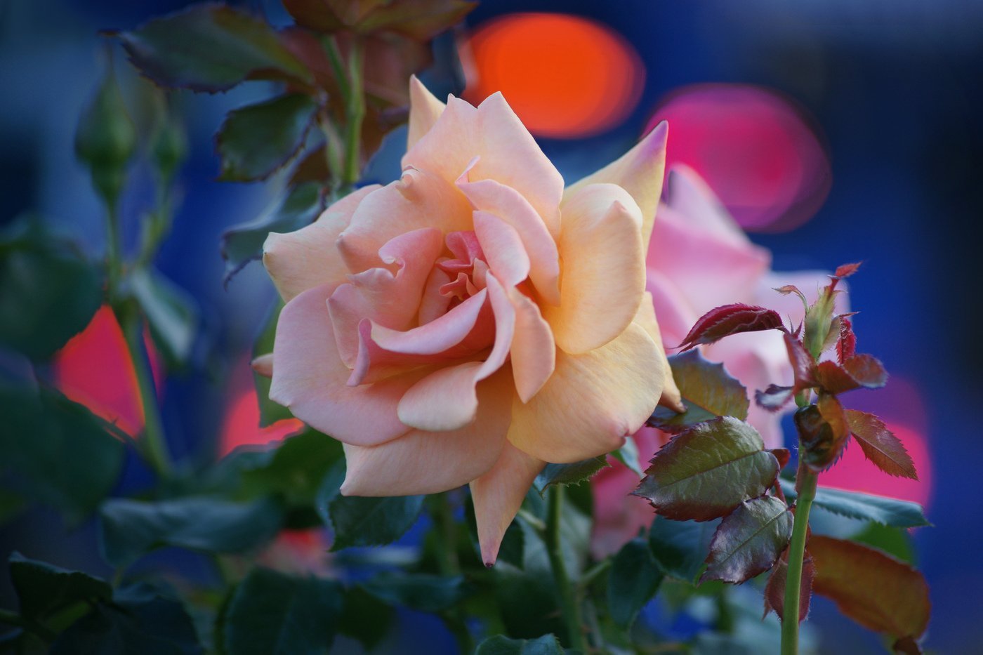 Розы букет вечер. Красивые розы. Цветы вечер. Вечерние розы.