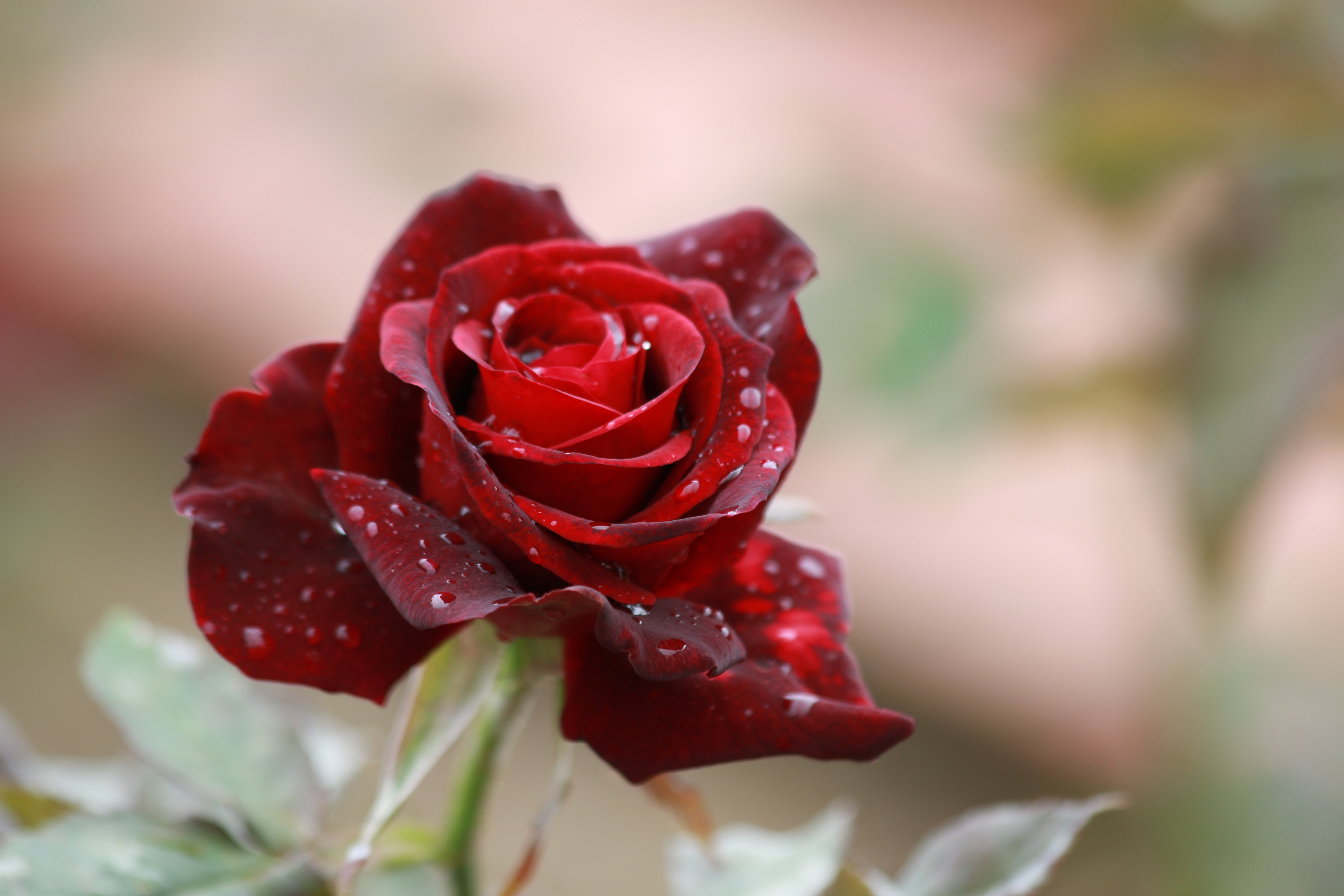 Красивое фото красной розы. Цветы розы. Шикарные цветы. Прекрасные розы.