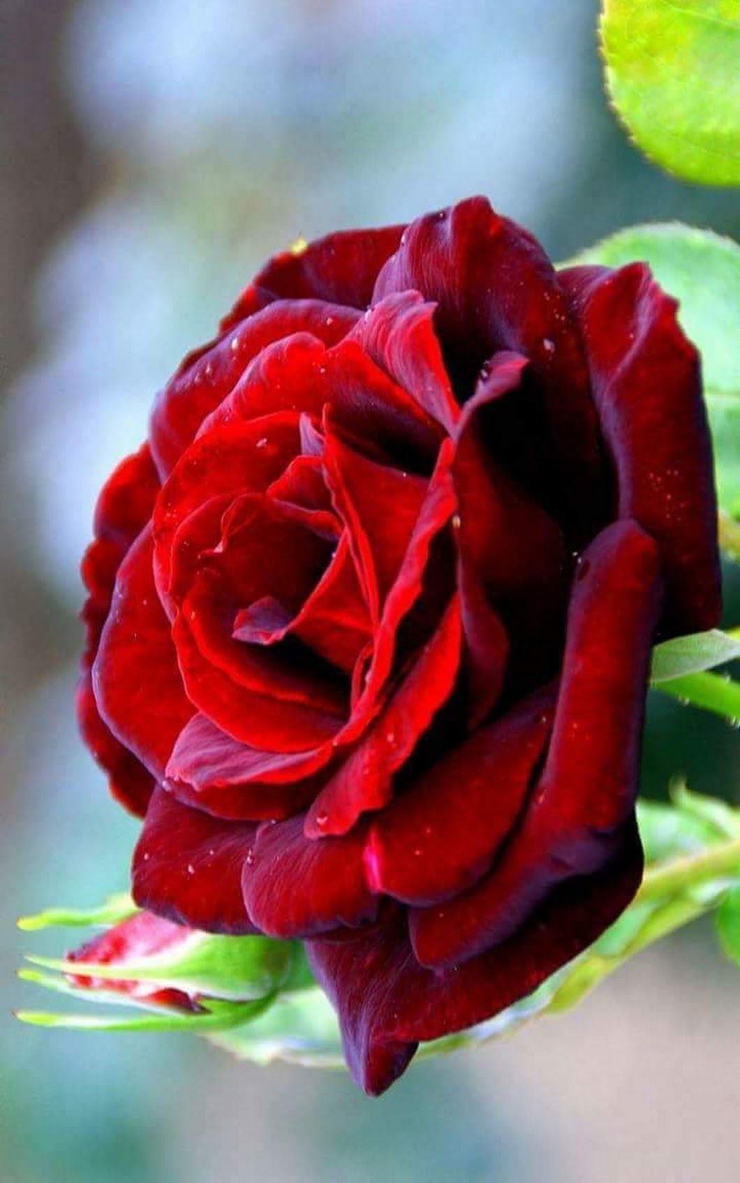 Красивое фото красной розы. Рэд Рэд Роуз.