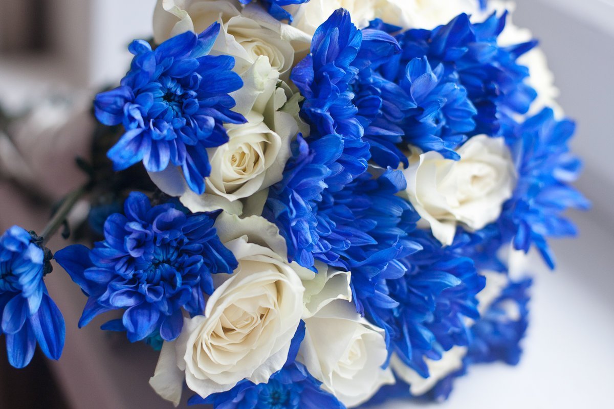 Букет в синем цвете. Букет невесты с синими хризантемами. Свадебный букет невесты хризантемы с голубой. Букет невесты бело-синий Хризантема. Букет невесты синий с белым.