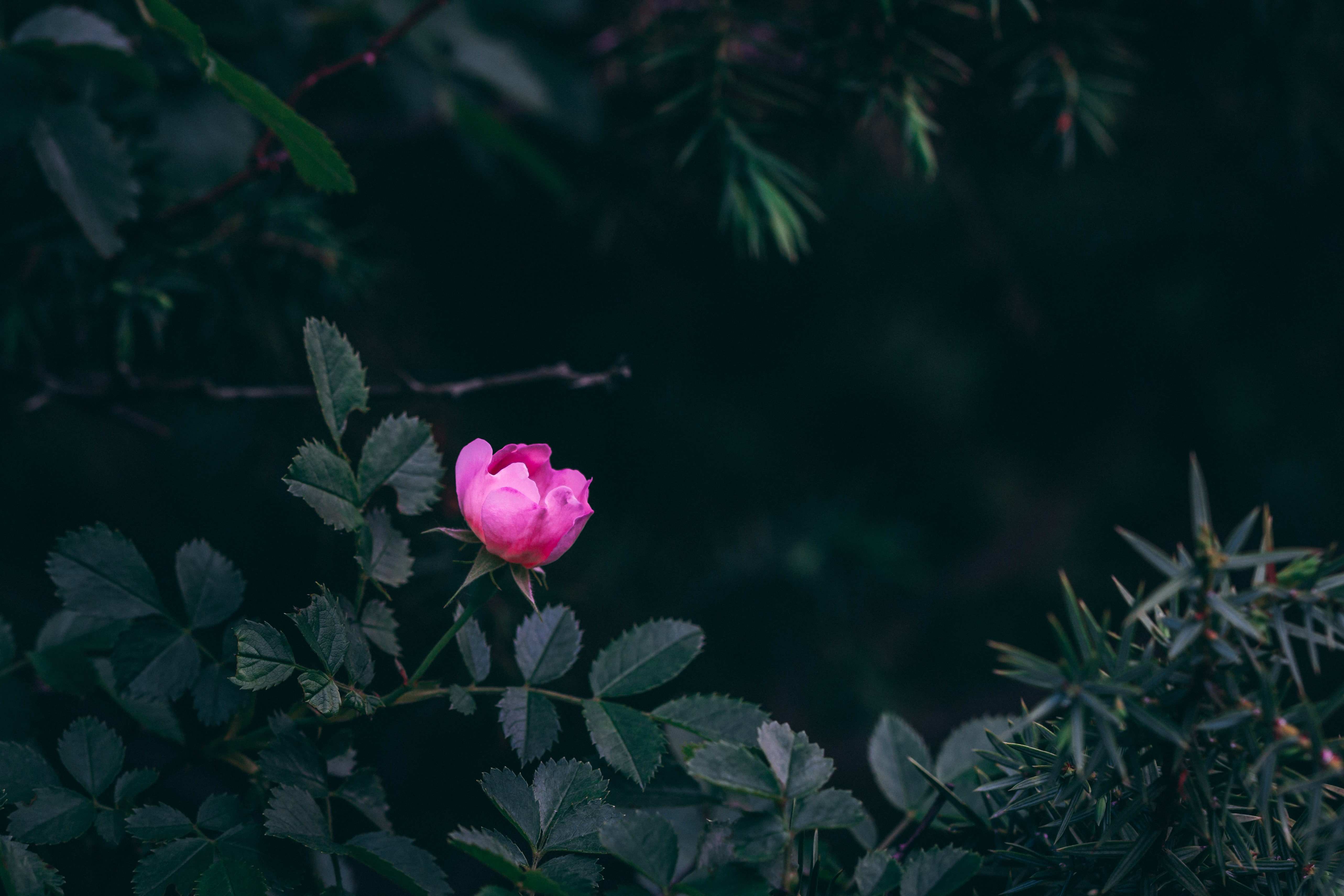 Розовый цветок без листьев. Розовый куст. Куст роз ночью. Листья и куст розы.