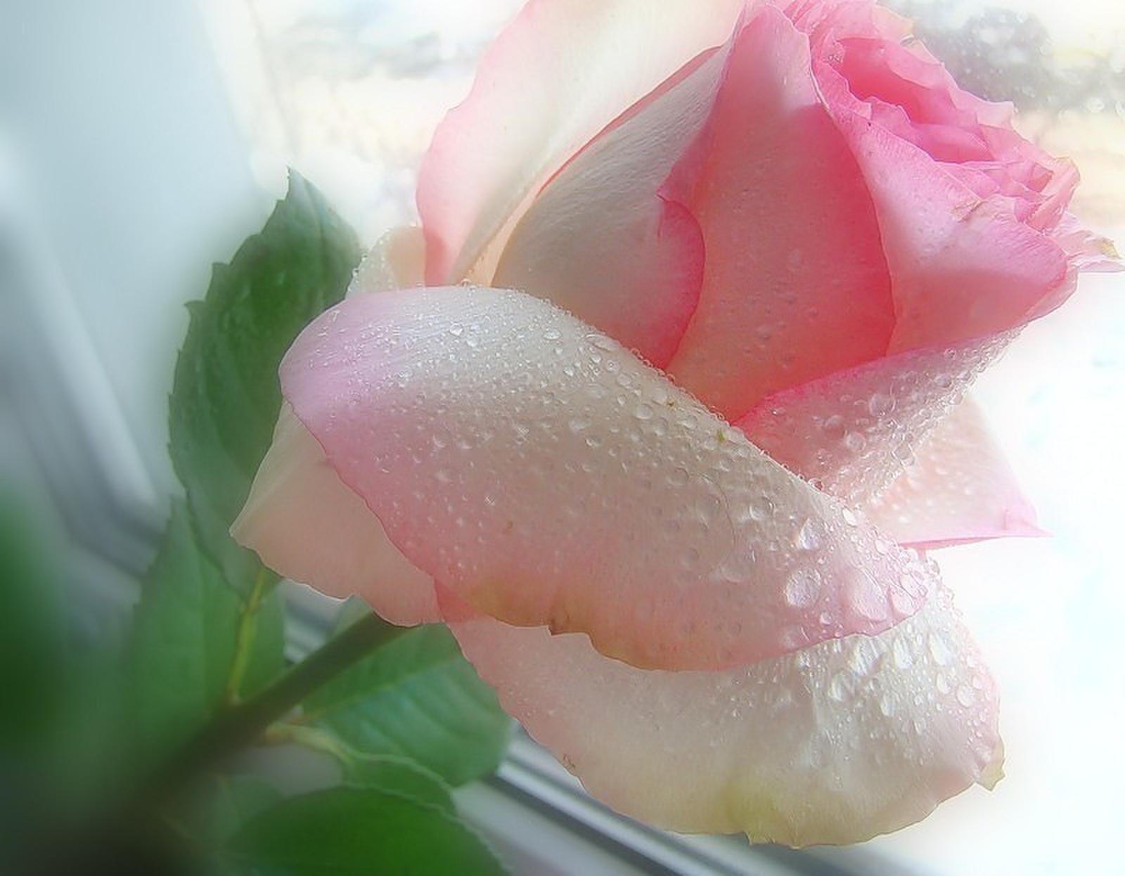 Самые красивые нежные розы
