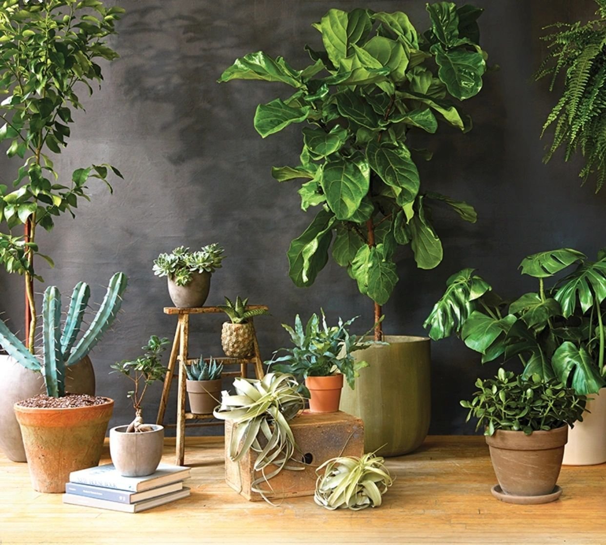 Модные комнатные растения фото