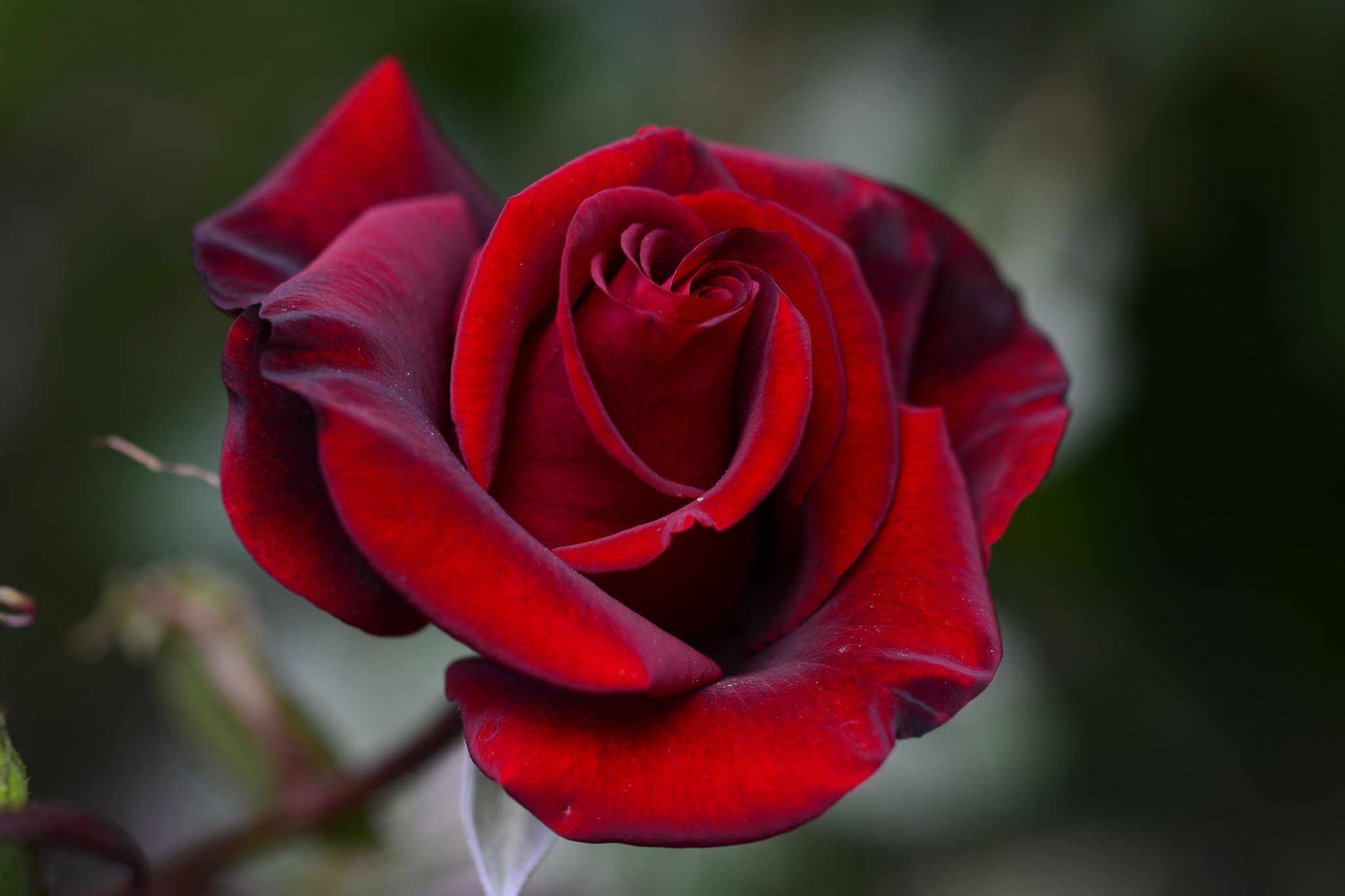 Красный гудеть. Темно красные розы. Красно бордовые розы.
