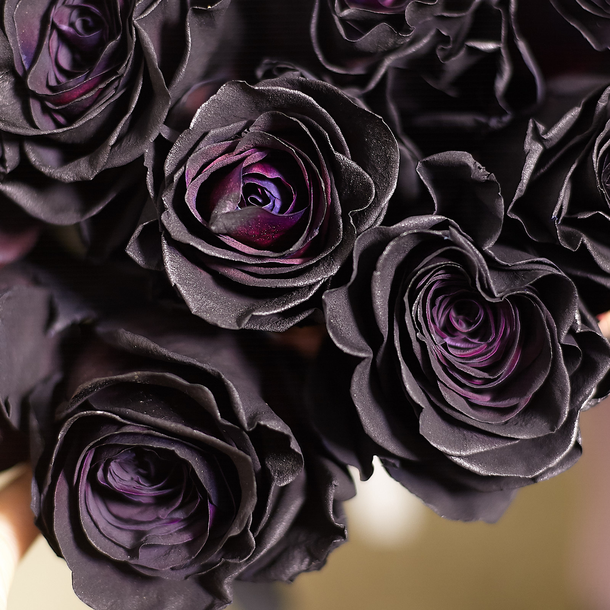 Фото темных тонов. Роза Блэк Перл. Черные розы Халфети. Роза черный букет плетистая. Черные розы Халфети букет.