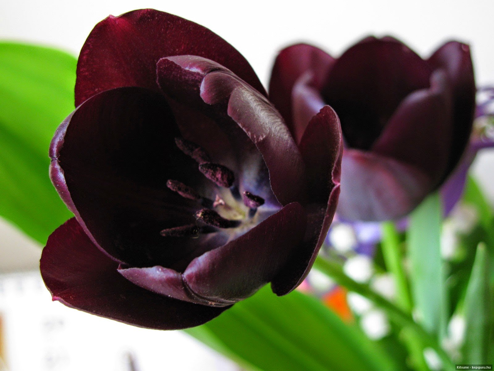 Цвет черный тюльпан. Тюльпан Бургундия. Тюльпан виолацея Блэк Блейз.. Tulipa gesneriana чёрный тюльпан. Нортон Кэмпбелл (Black Tulip).