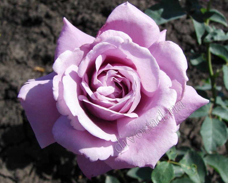 Роза сильвер (74 фото)