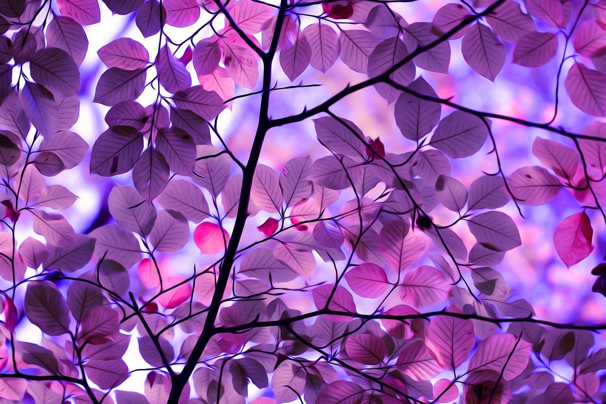 Обои тона на рабочий стол. Сиреневые цветы. Сиреневый фон. Фиолетовая природа. Фиолетовые цветы.