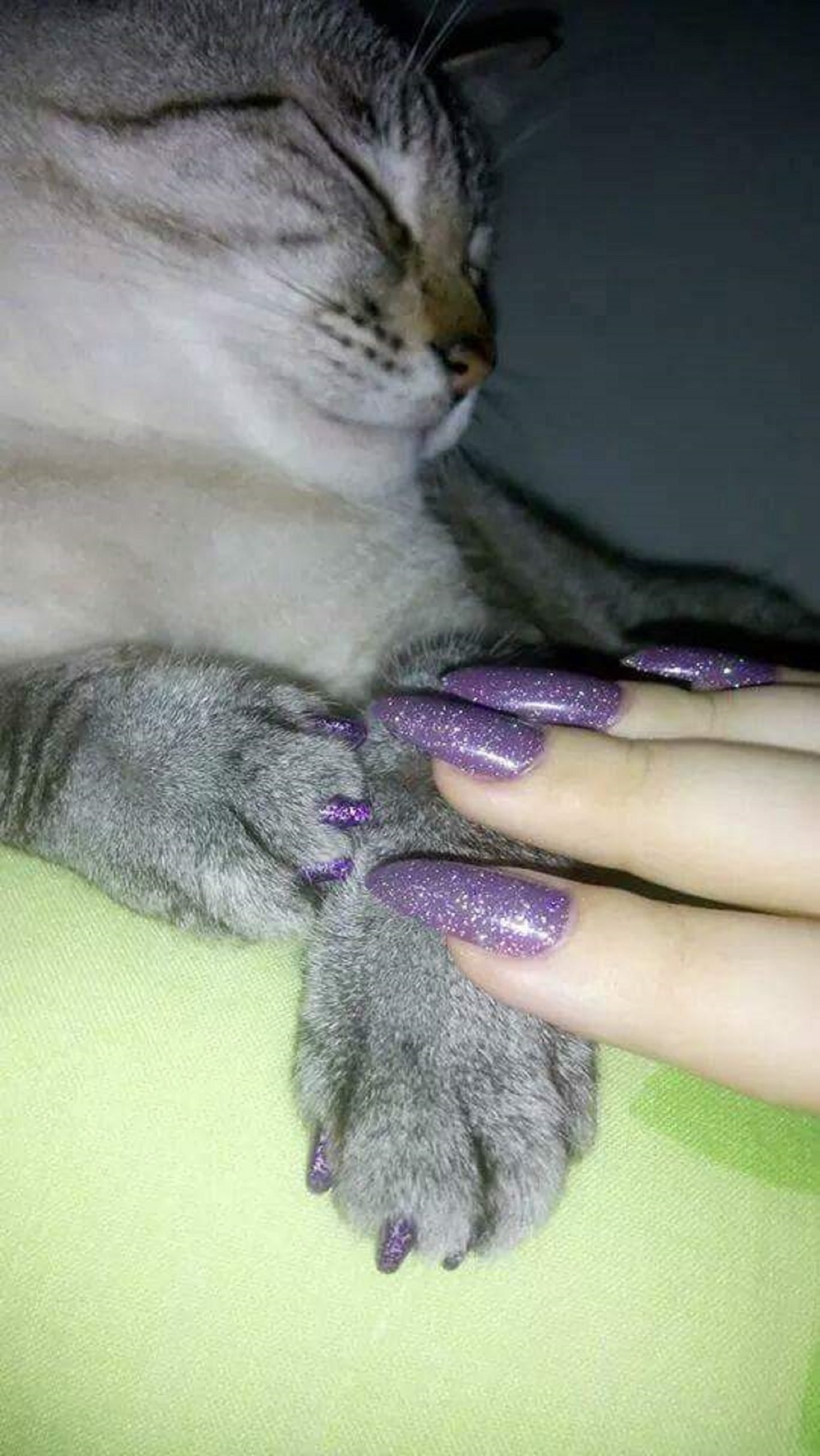 Ногти как у кошки. Кошка на ногтях. Маникюр когти кошки. Ноготочки для кошек. Кошачий коготь.