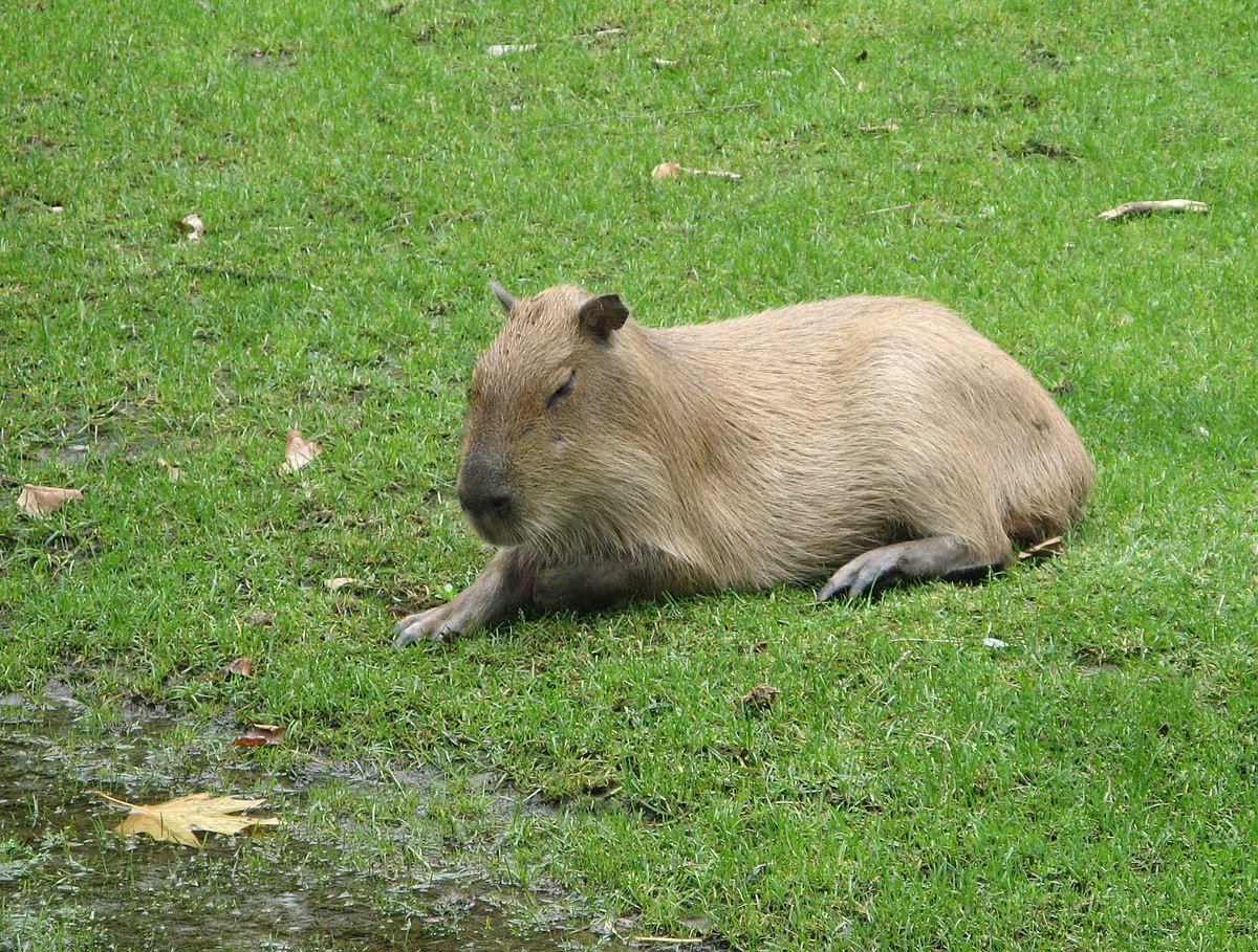 Capybara rock rust фото 68