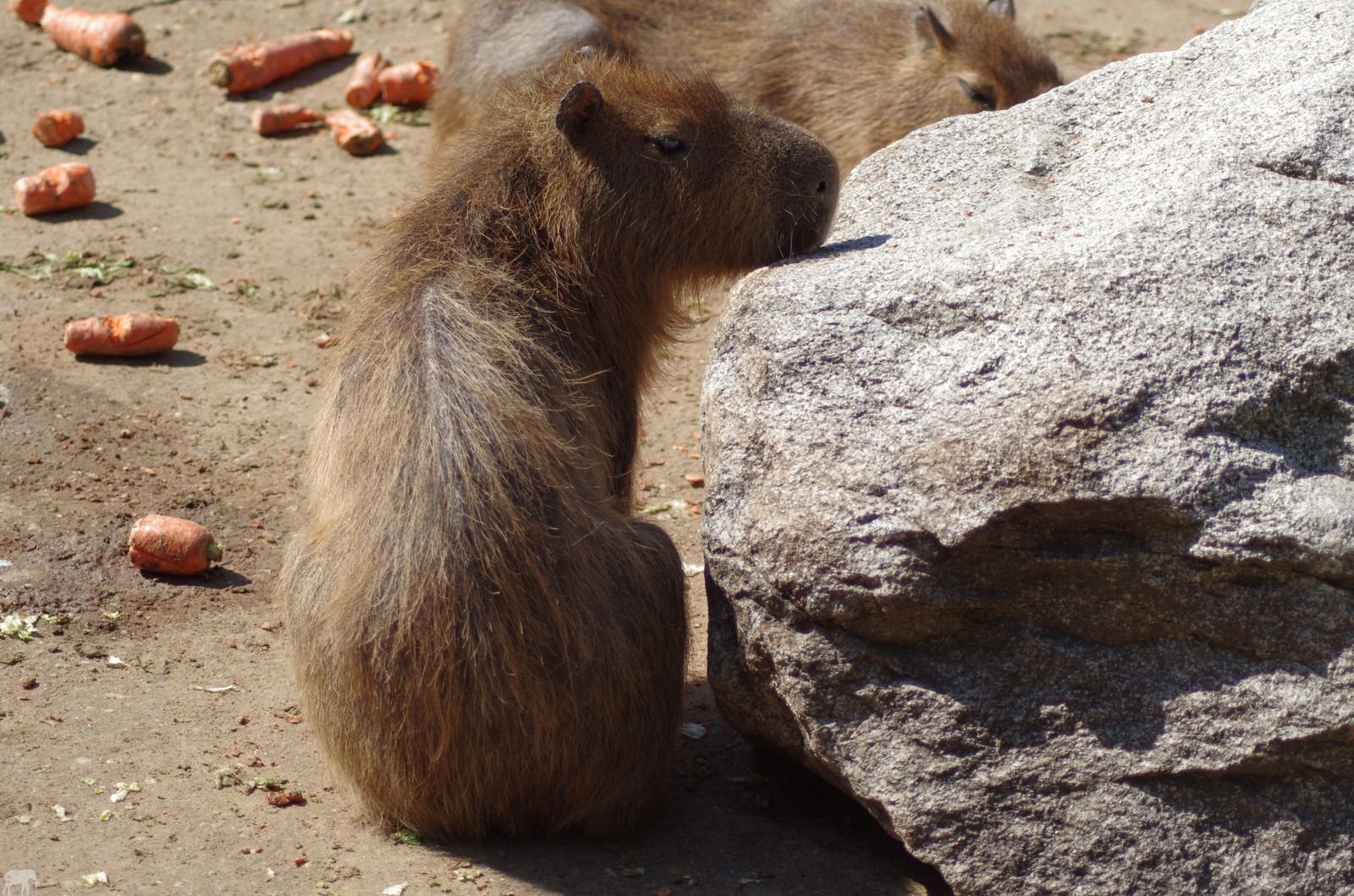Capybara rock rust фото 87