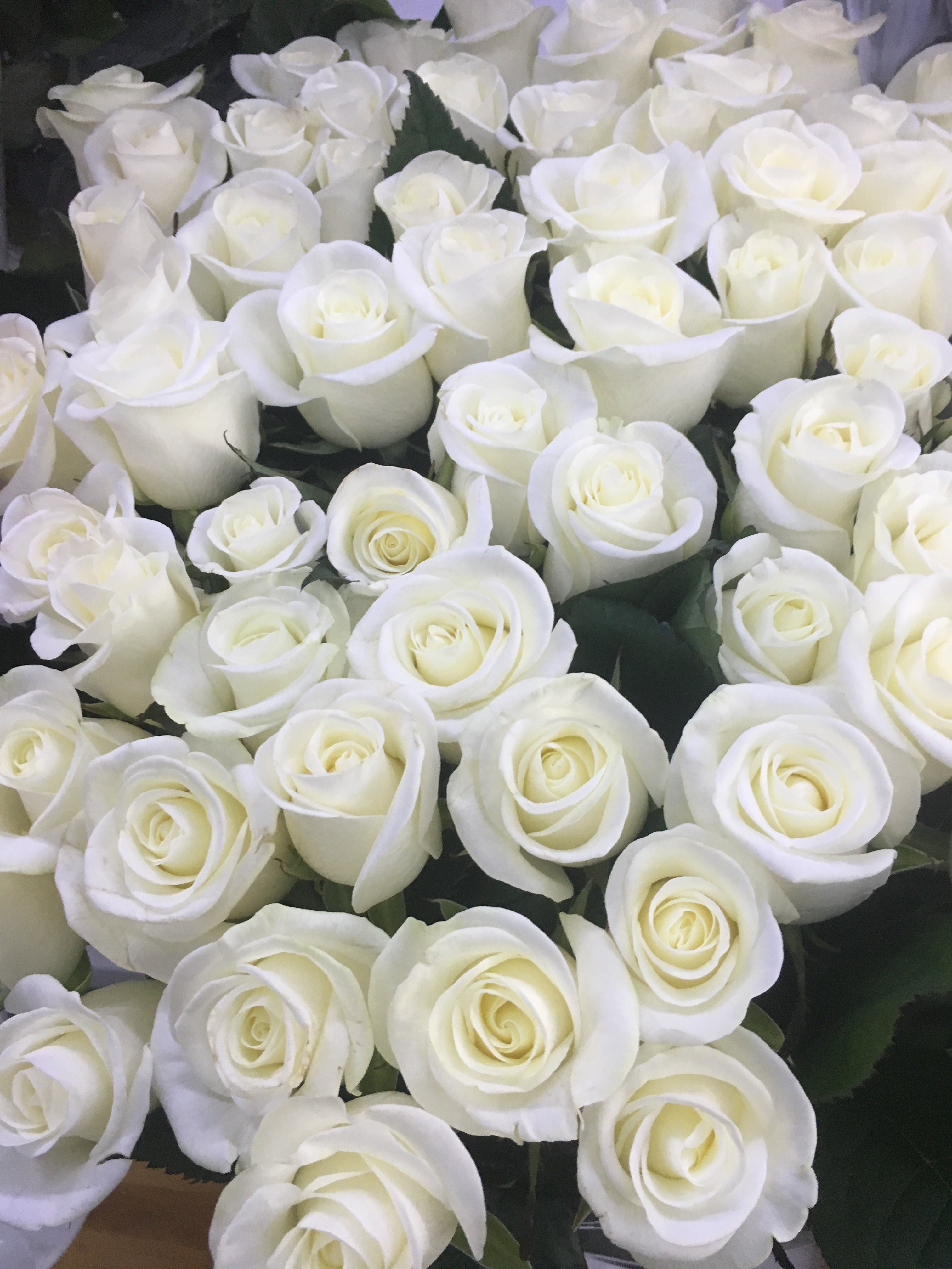 белые розы фотографии