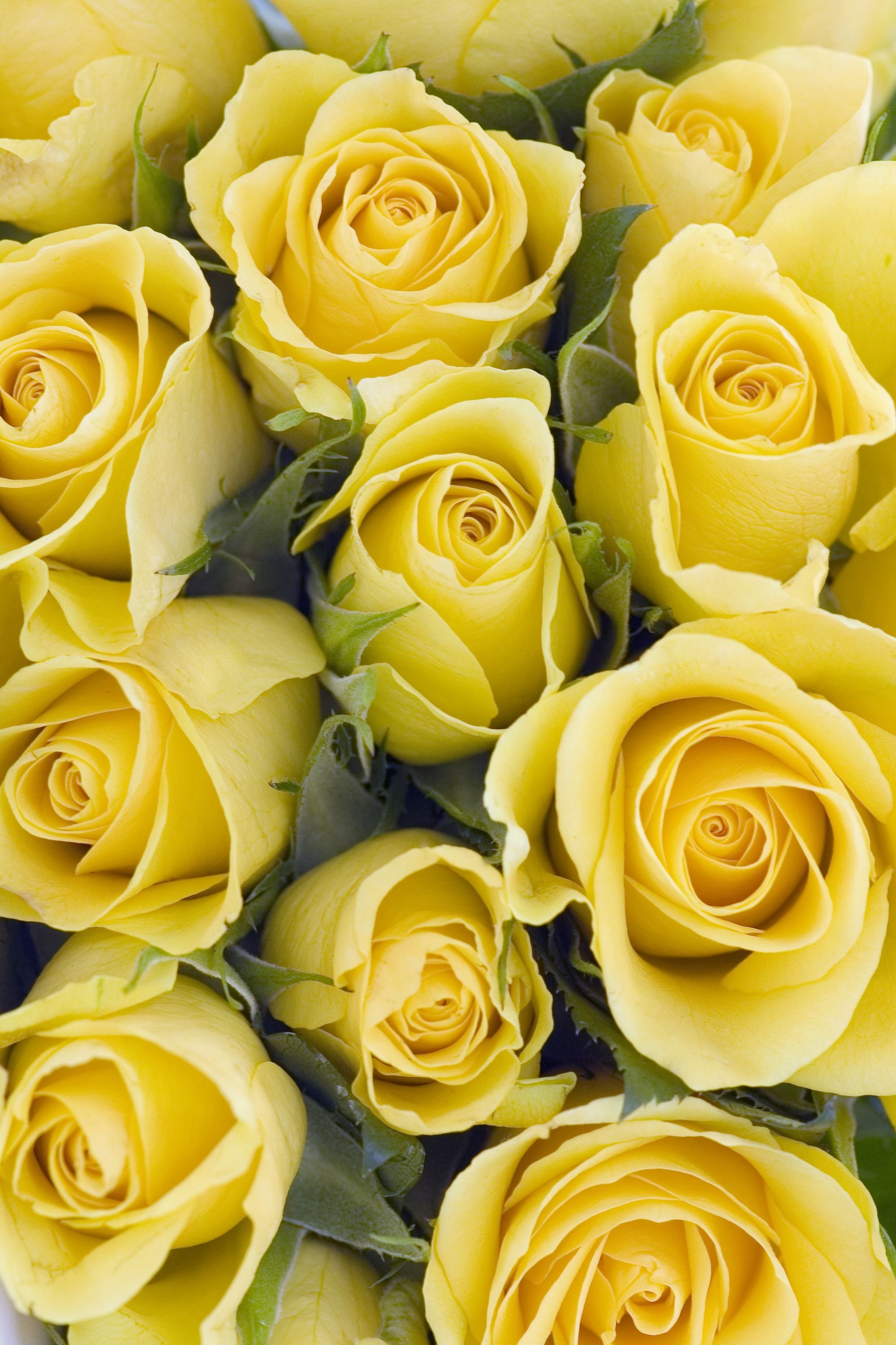 Розы "Илиос". Желтые розочки