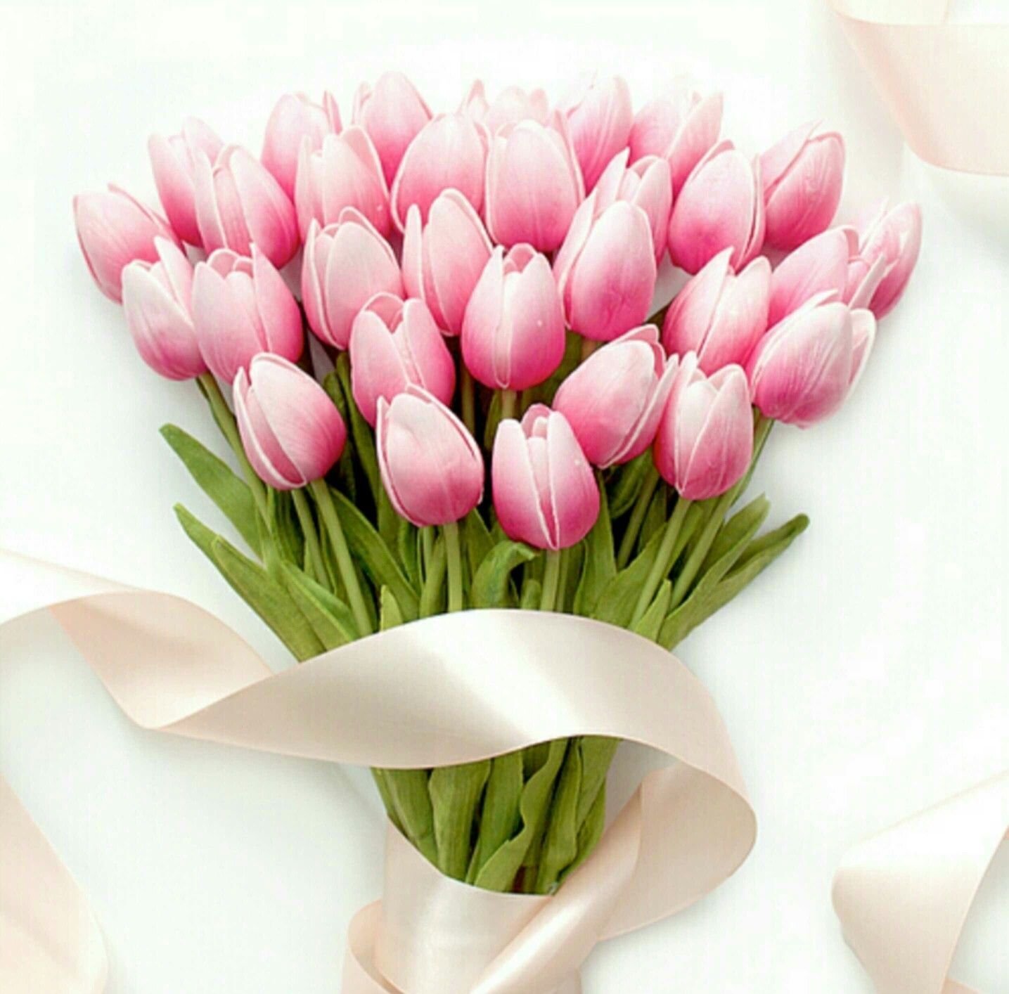 Красивые фото тюльпанов с 8. Тюльпан Болроял Пинк. Тюльпан Bolroyal Dream. Тюльпан Дойч Прайд.