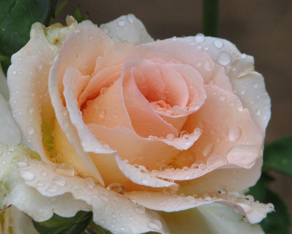 Rose is beautiful. Нежные кремовые розы в росе. Крупные чайные розы.