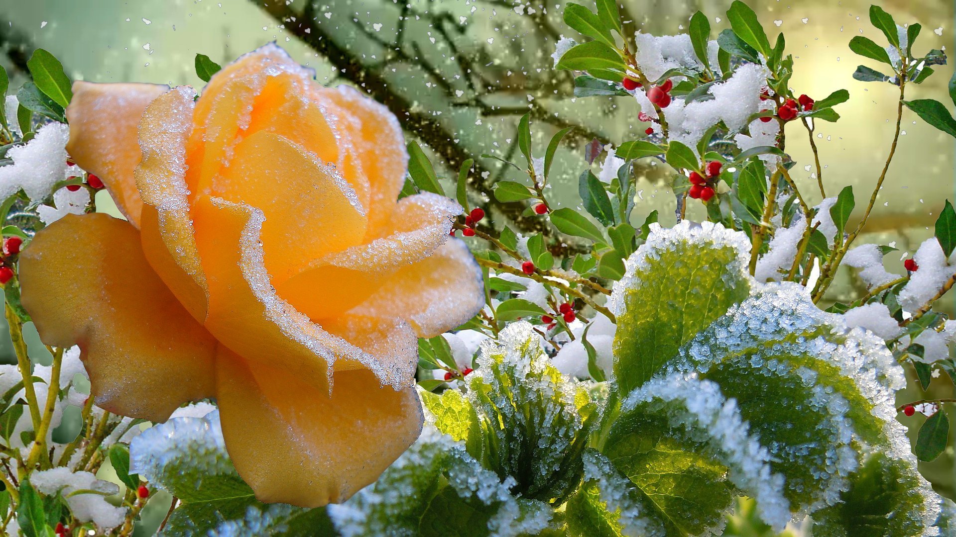 Розы снег красиво. Зимние цветы. Цветы зимой. Цветы в снегу. Красивые зимние цветы.