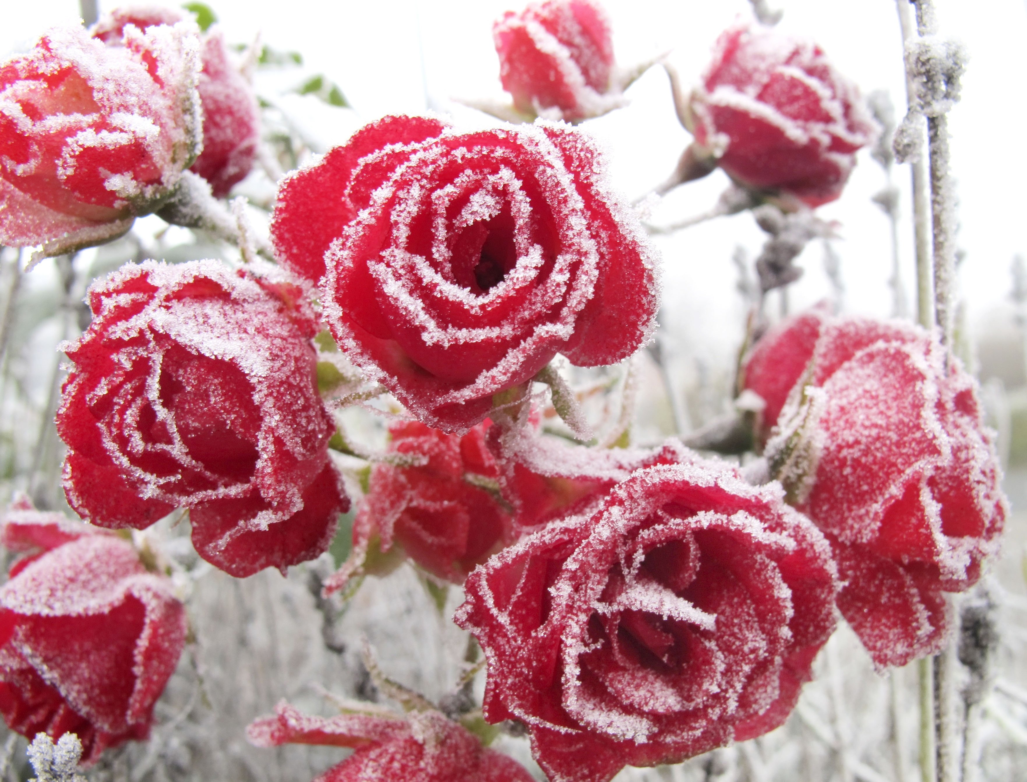 Цветок зима красивая. Цветы зимой. Красивые зимние цветы. Цветы в инее.