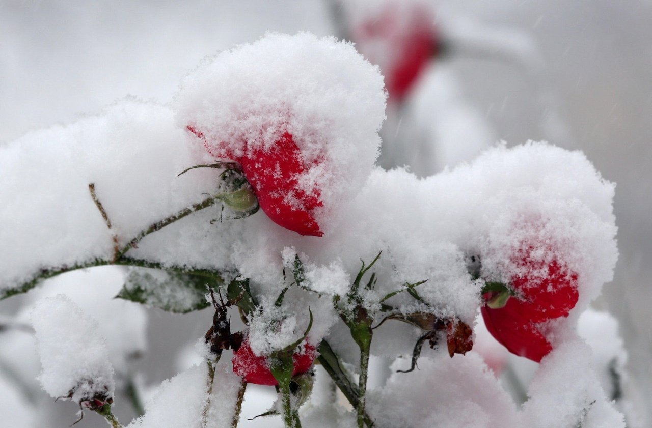 Теплого января. Зимние цветы. Цветы зимой. Зима снег. Цветы в снегу.