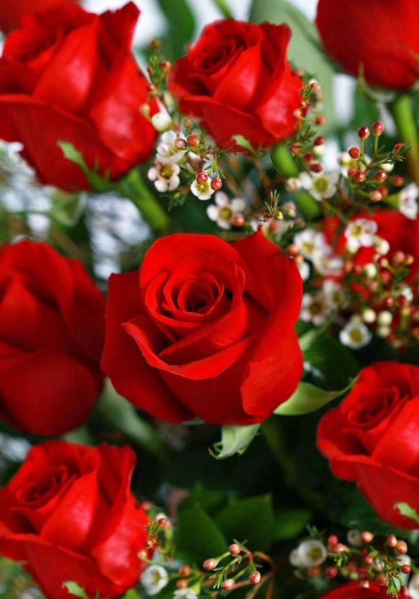 Замечательные розы. Шикарные цветы. Цветы розы. Прекрасные розы. Красивая Розочка.