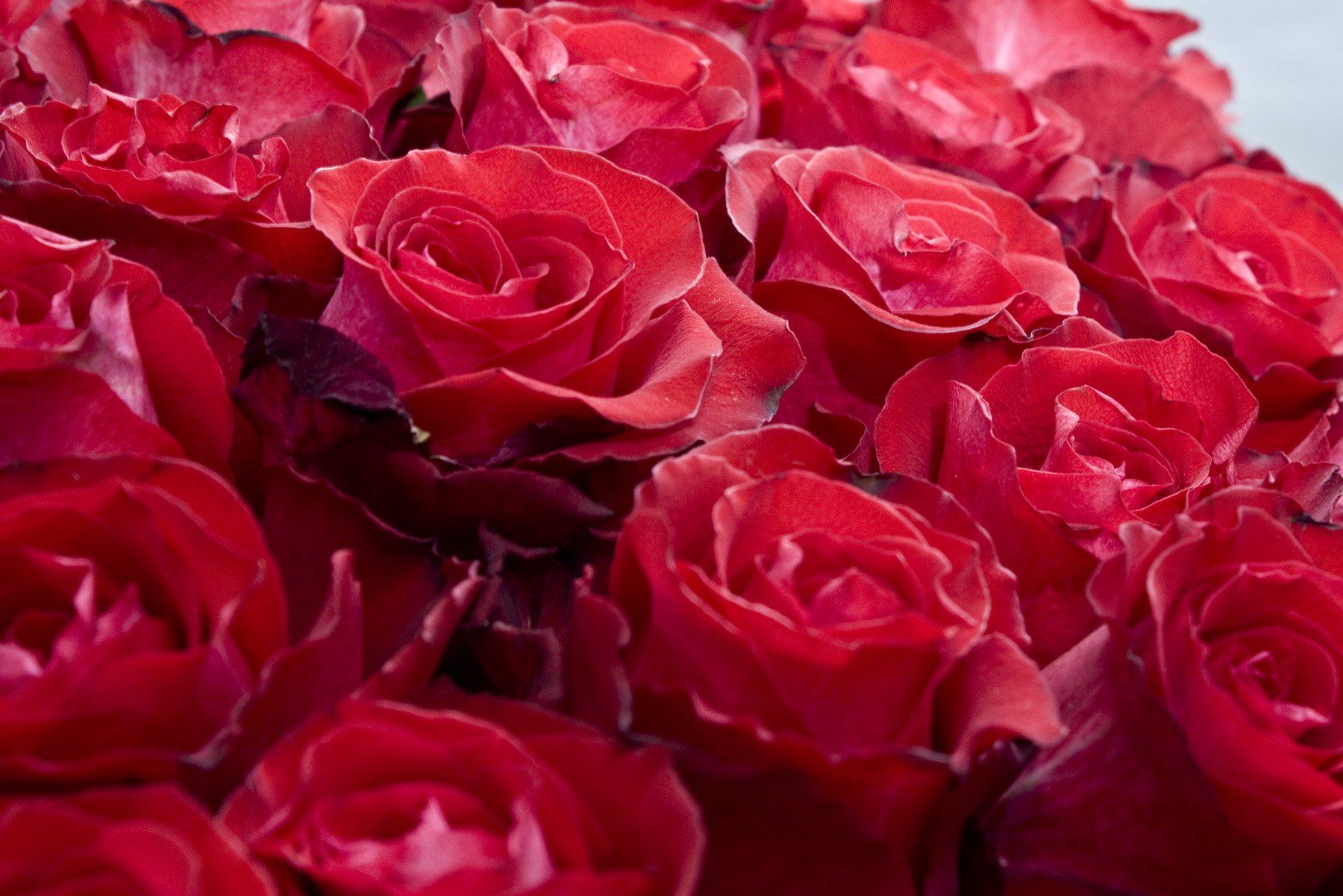 Замечательные розы. Шикарные цветы.