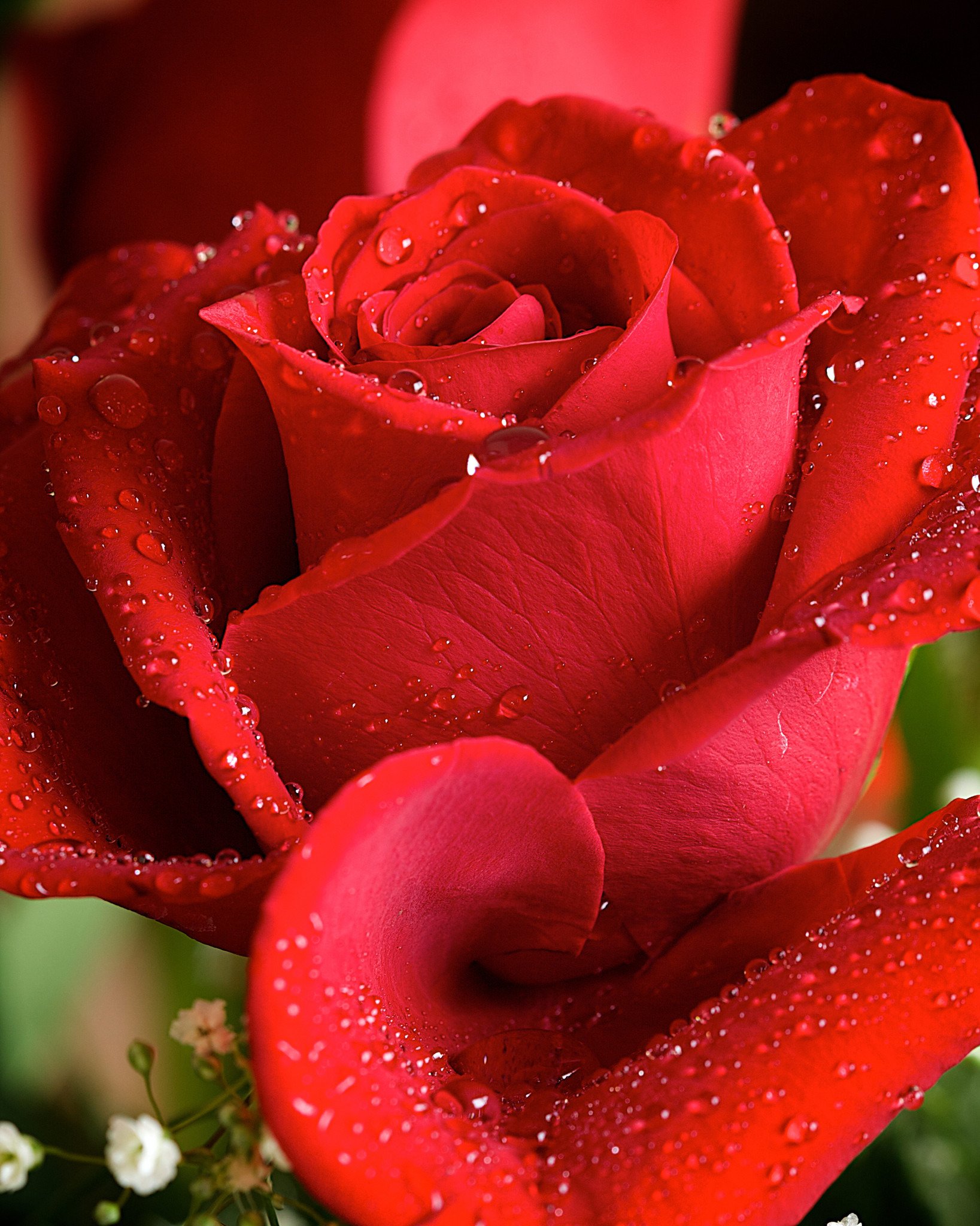 Красивые розы. Самые красивые розы. Роскошные цветы. Шикарные красные цветы.