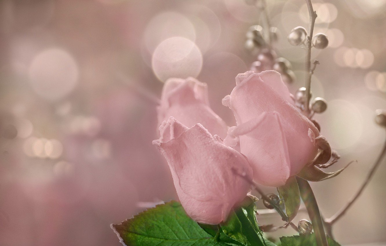 Нежный цветок. Нежные цветочки. Бледно розовые цветы. Нежные розы.