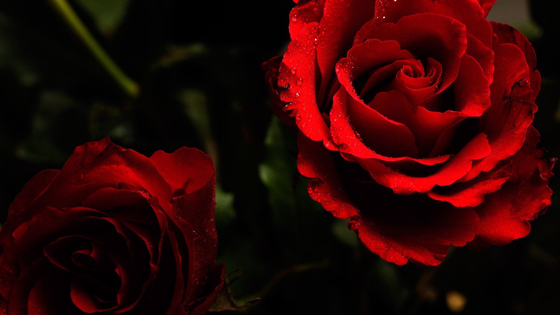 Темно алые розы а на душе. Красные розы на заставку. Половинчатые розы.