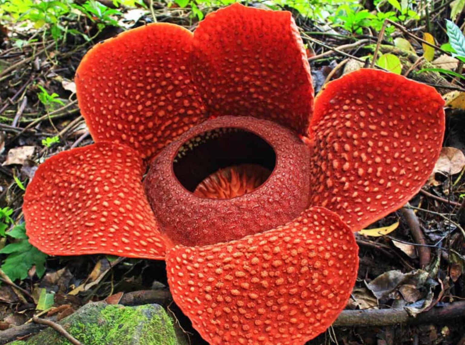 Очень интересные растения в мире. Раффлезия Арнольди. Растение раффлезия Арнольди. Раффлезия Арнольди плод. Раффлезия Арнольда (Rafflesia arnoldii).