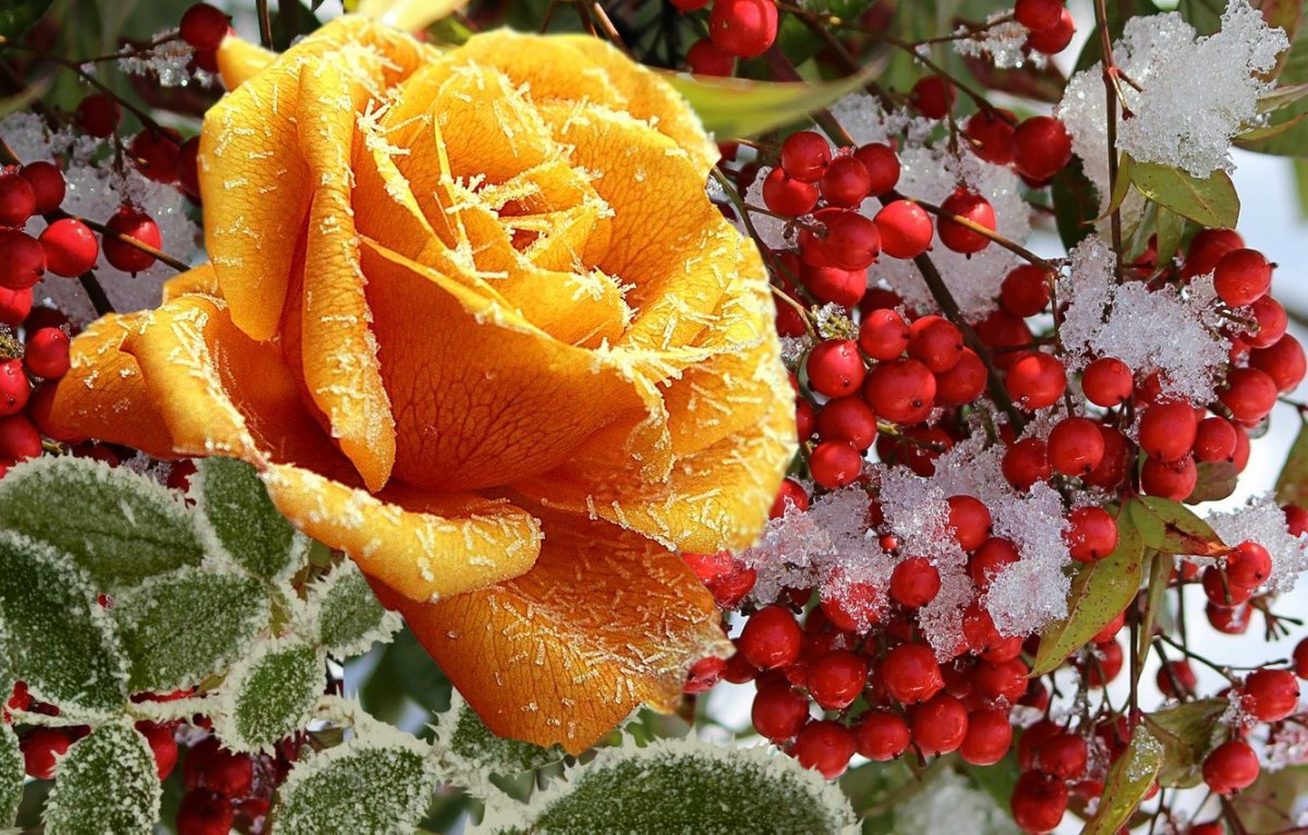 Цветок зима красивая. Зимние цветы. Красивые зимние цветы. Осенне-зимние цветы. Осенние розы.