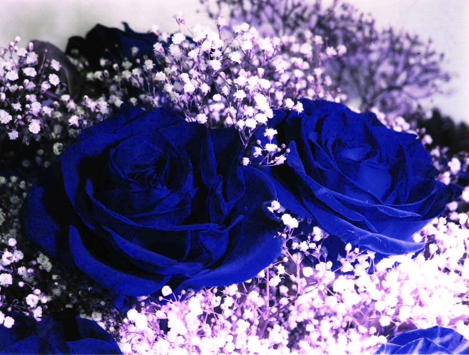 Розовый сиреневый синий. Очень красивые цветы. Сини t цветы. Красивый синий цвет.