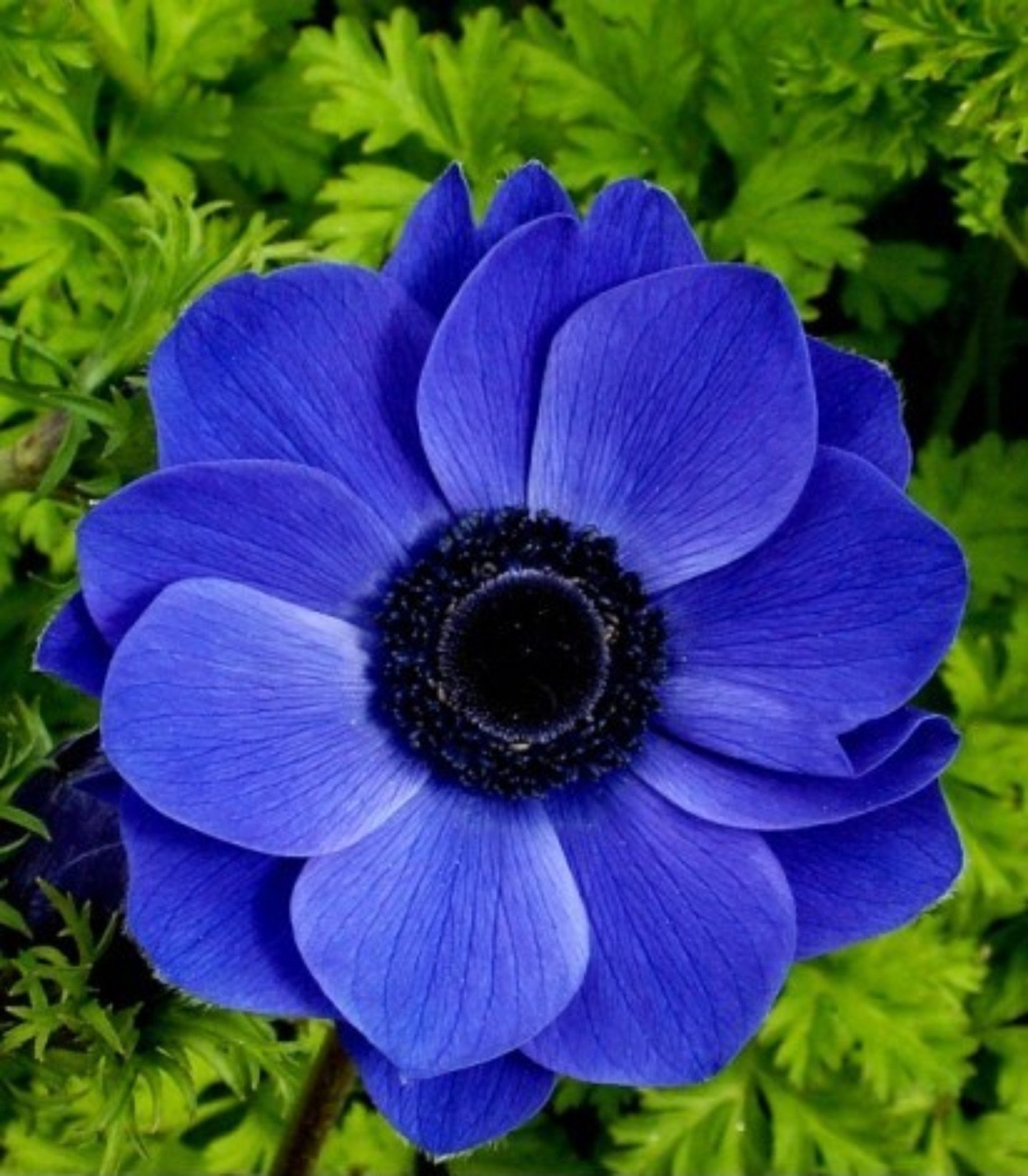 Редкие цветы синего цвета