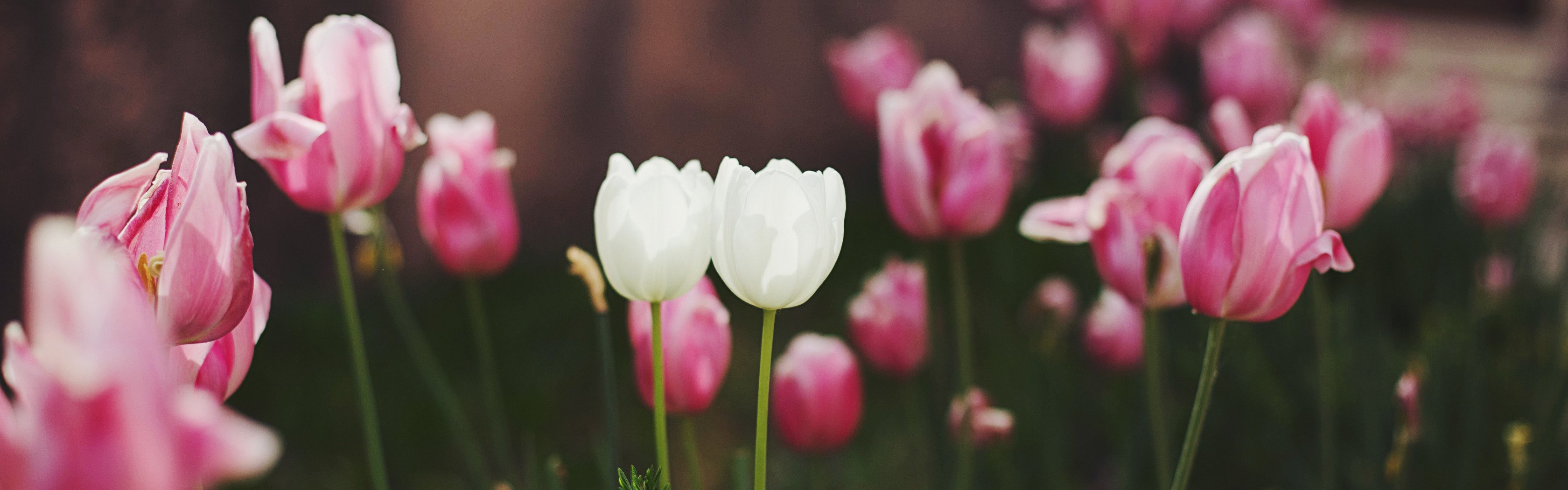 Обложка для вк тюльпаны. Тюльпаны. Нежный цветок. Тюльпаны фон. Бело розовые тюльпаны.