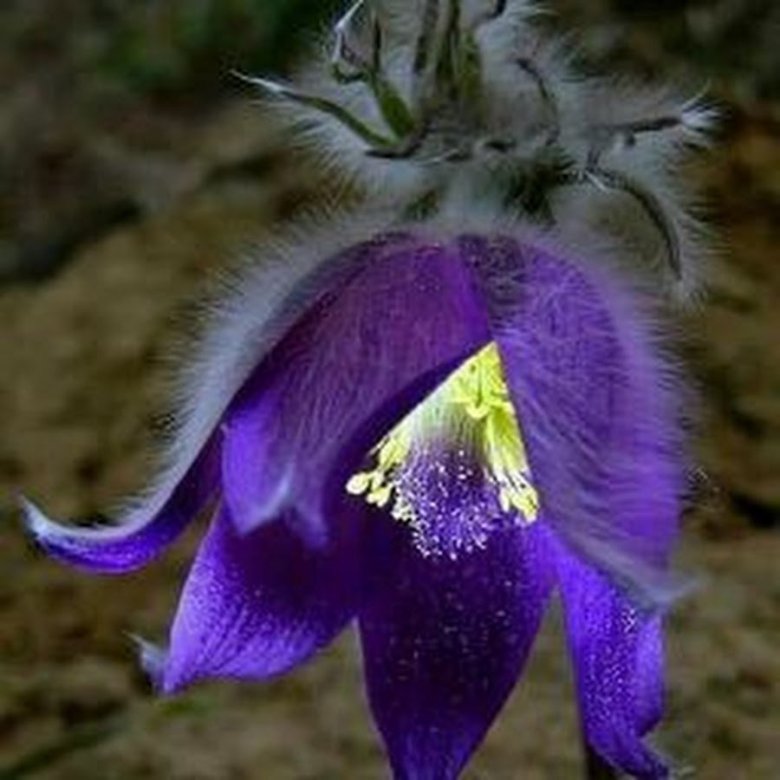 Необычные цветы. Редкие цветы. Фиолетовые цветы. Редкие Дикие цветы. Название диких цветов