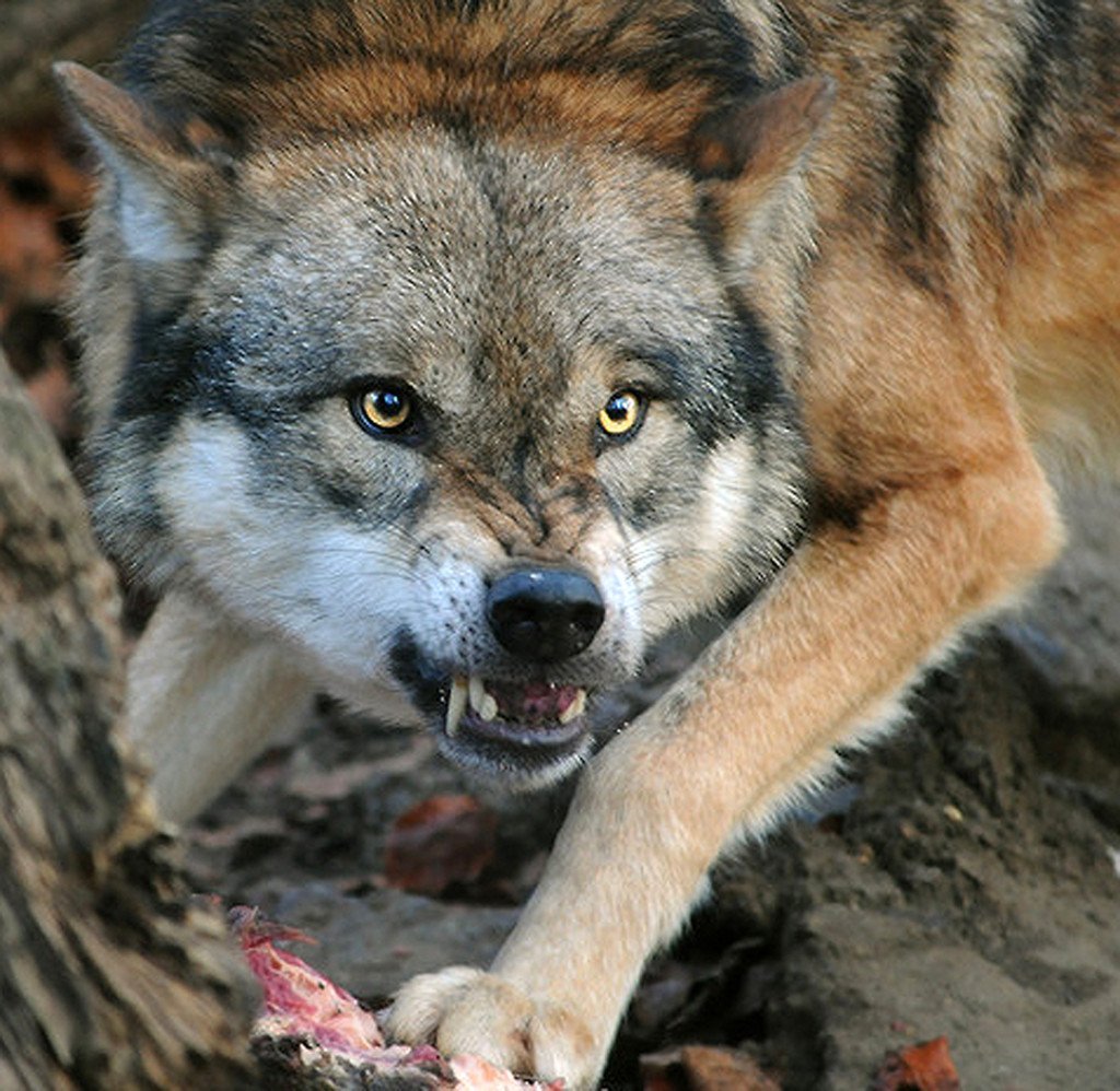 Серый волк хищники. Оскал волка. Злой волк. Оскалившийся волк.