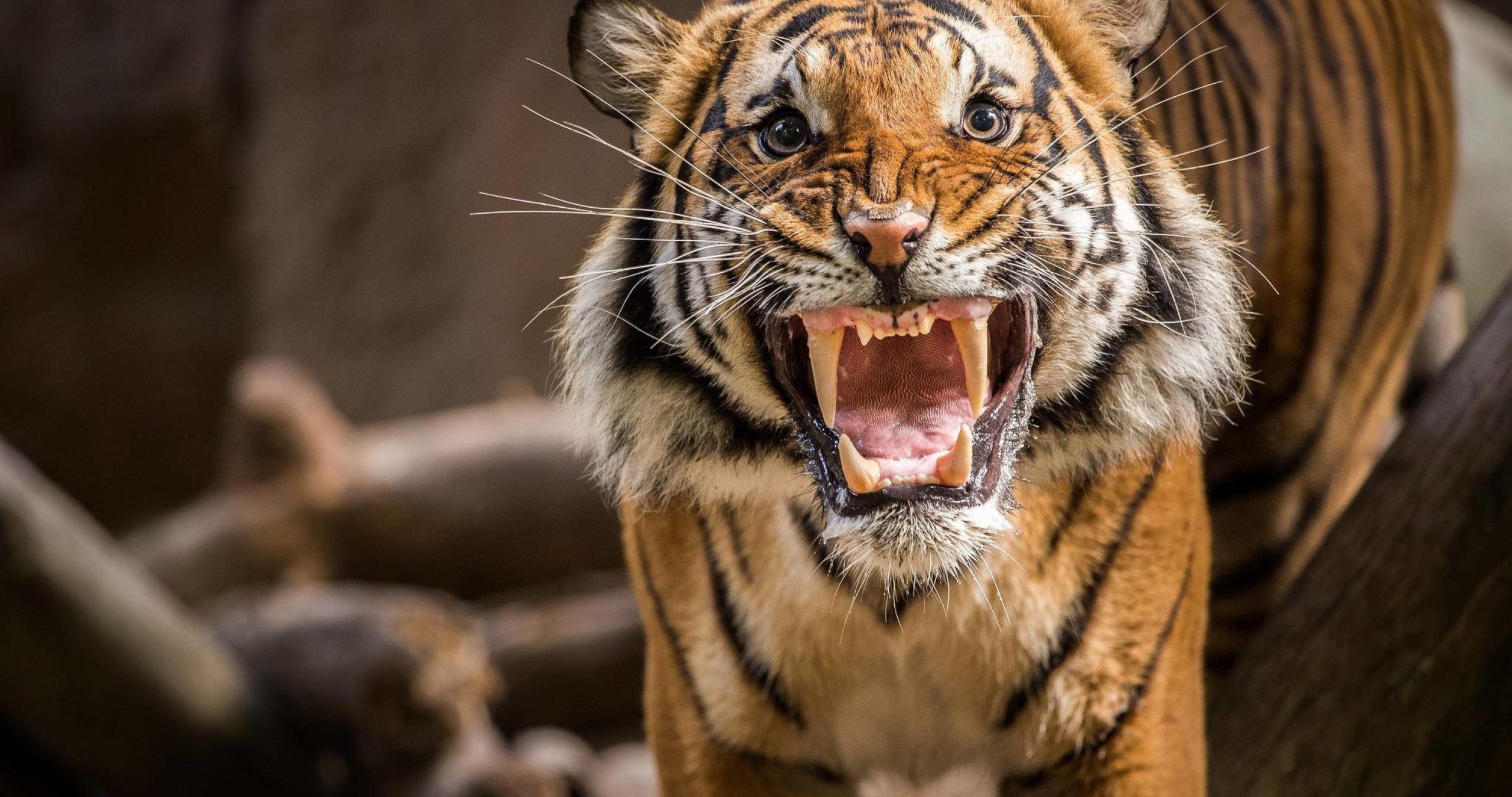 Свирепый хищник. Тайгер тигр рычит. Хищные животные тигр оскал. Тигр оскал. Амурский тигр рычит.