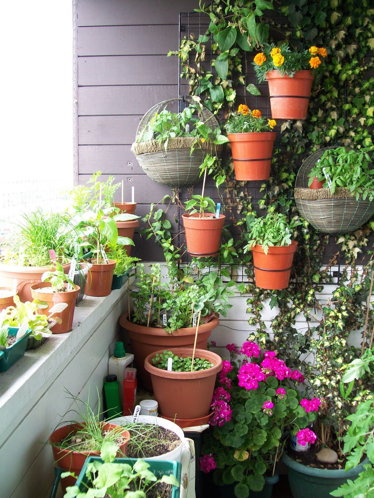 Balcony gardening. Цветы в горшках на лоджии. Комнатные цветы на балконе. Огород на балконбалконе. Сад-огород на лоджии.