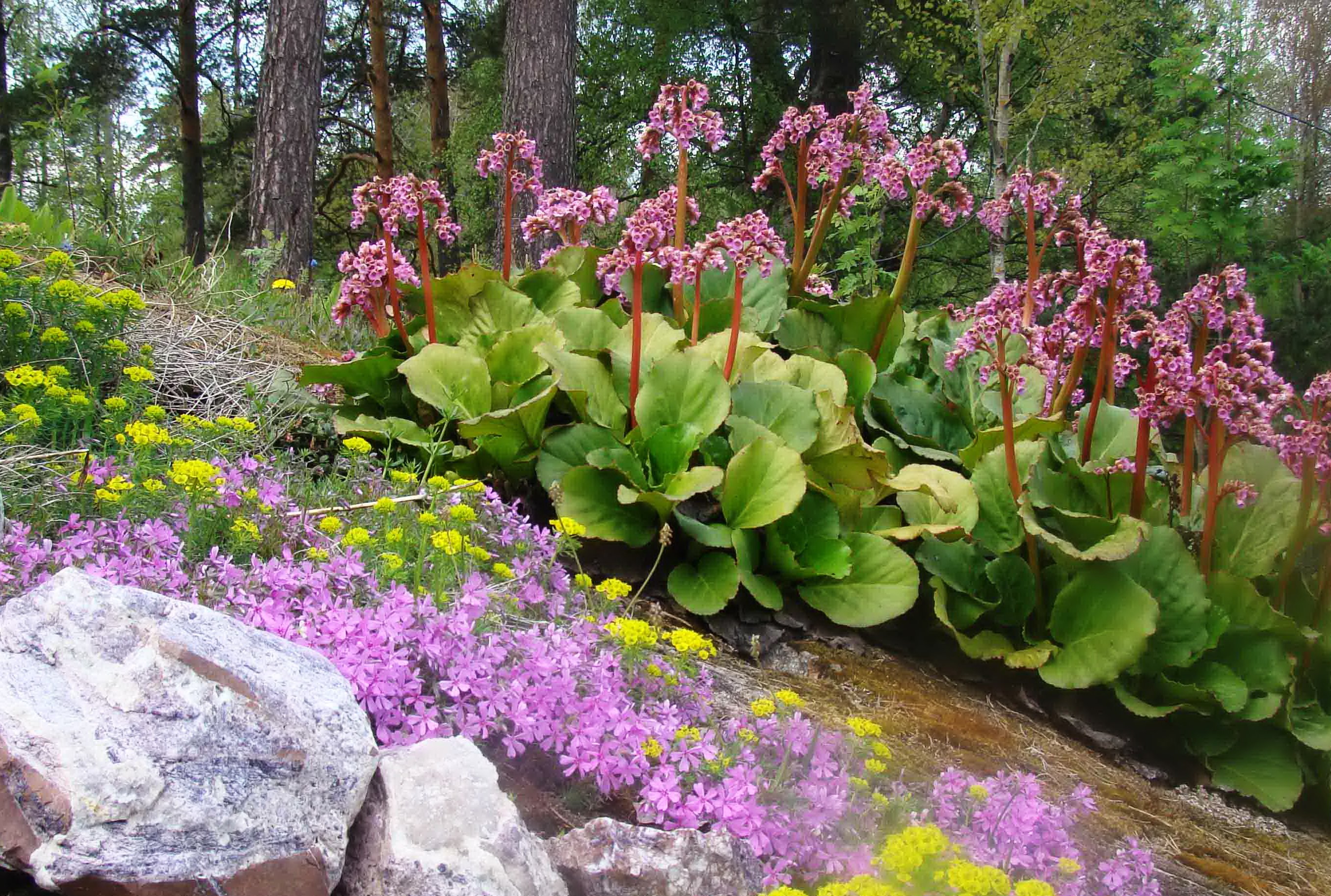 цветущие растения для сада многолетние фото